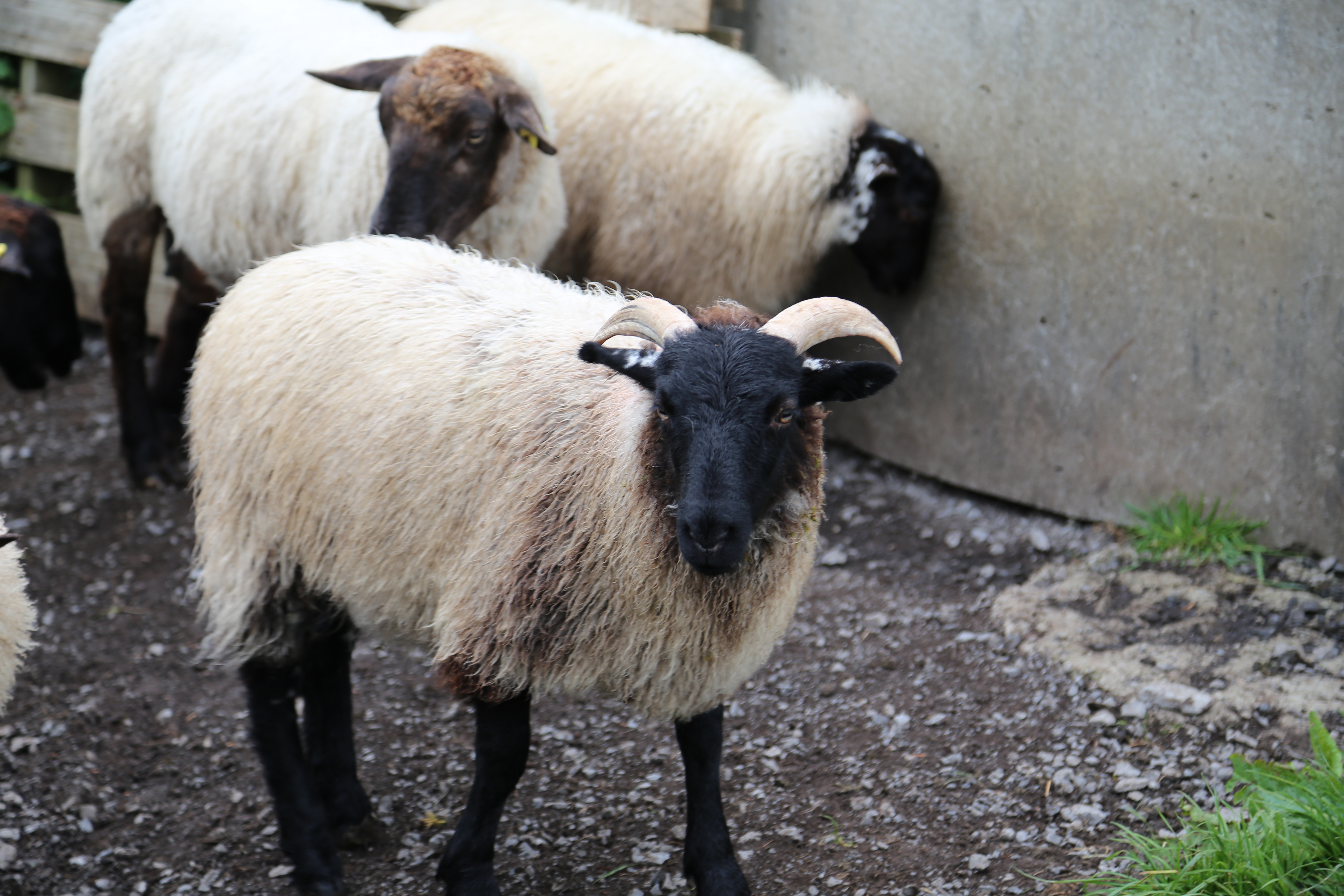 2014 Europe Trip Day 3 - Ireland (The Burren, Poulnabrone Portal Tomb Dolmen, Caherconnell Fort, Sheepdogs, Ring of Kerry, Killarney National Park, Muckross House, Torc Waterfall)