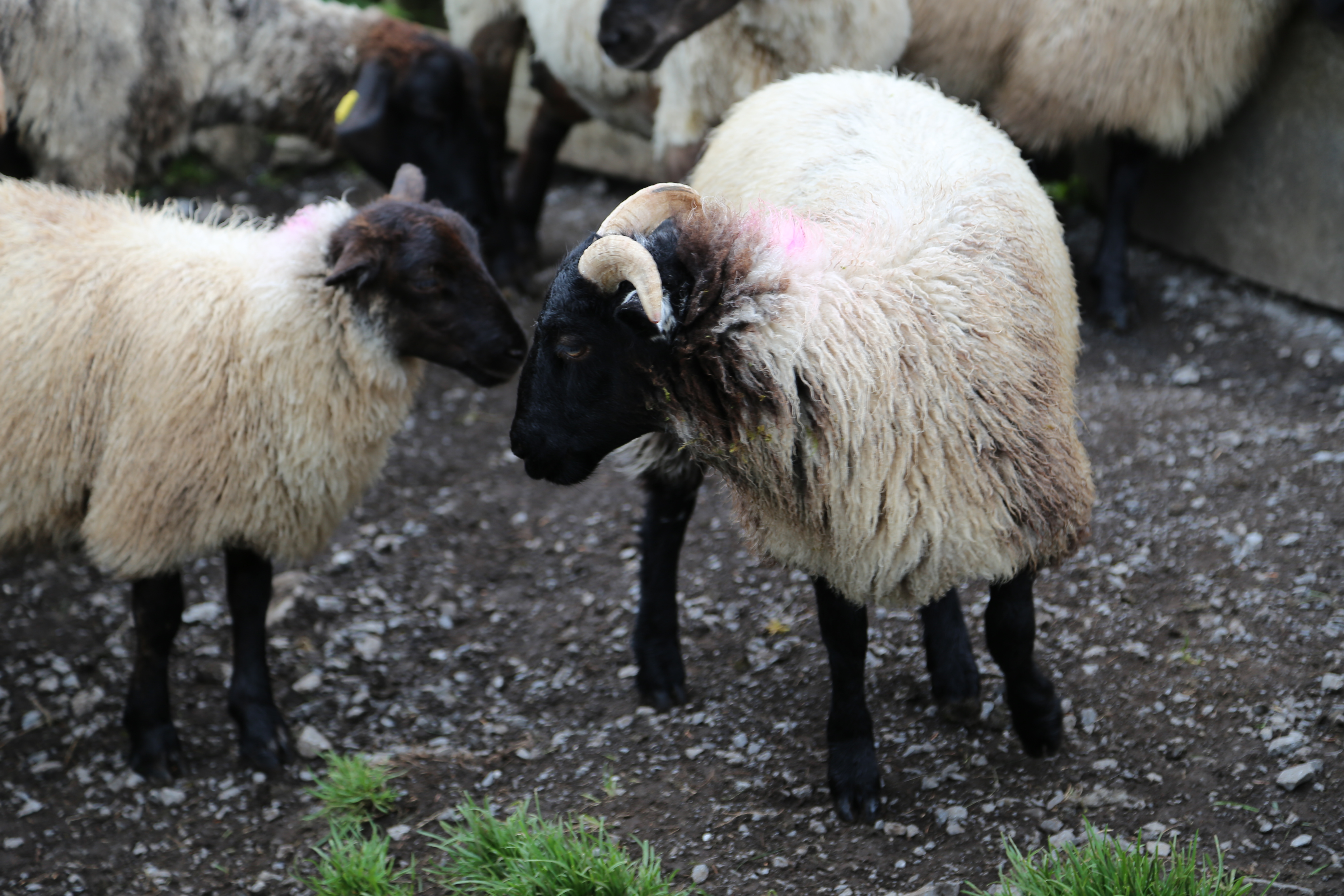 2014 Europe Trip Day 3 - Ireland (The Burren, Poulnabrone Portal Tomb Dolmen, Caherconnell Fort, Sheepdogs, Ring of Kerry, Killarney National Park, Muckross House, Torc Waterfall)