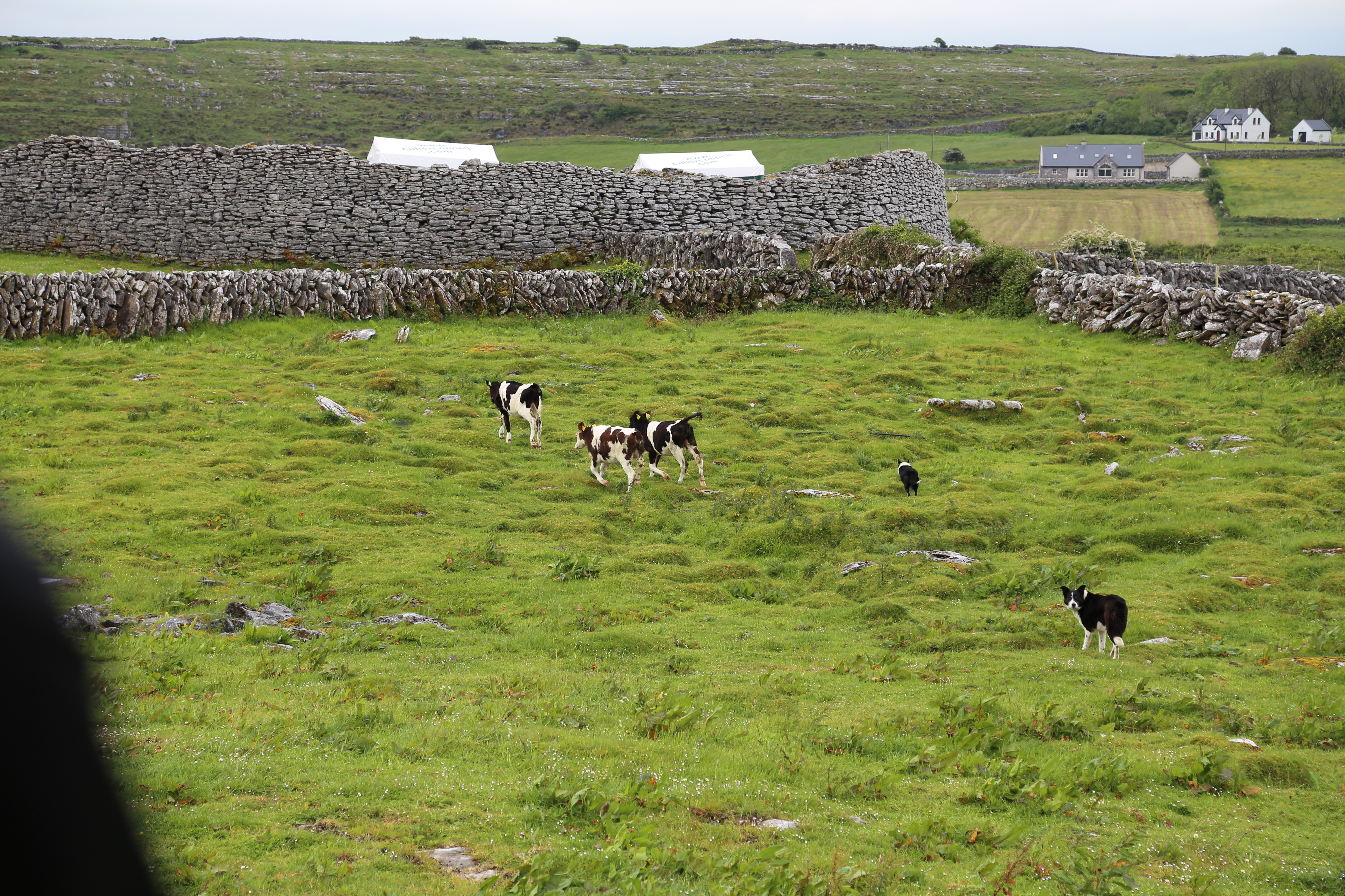 2014 Europe Trip Day 3 - Ireland (The Burren, Poulnabrone Portal Tomb Dolmen, Caherconnell Fort, Sheepdogs, Ring of Kerry, Killarney National Park, Muckross House, Torc Waterfall)