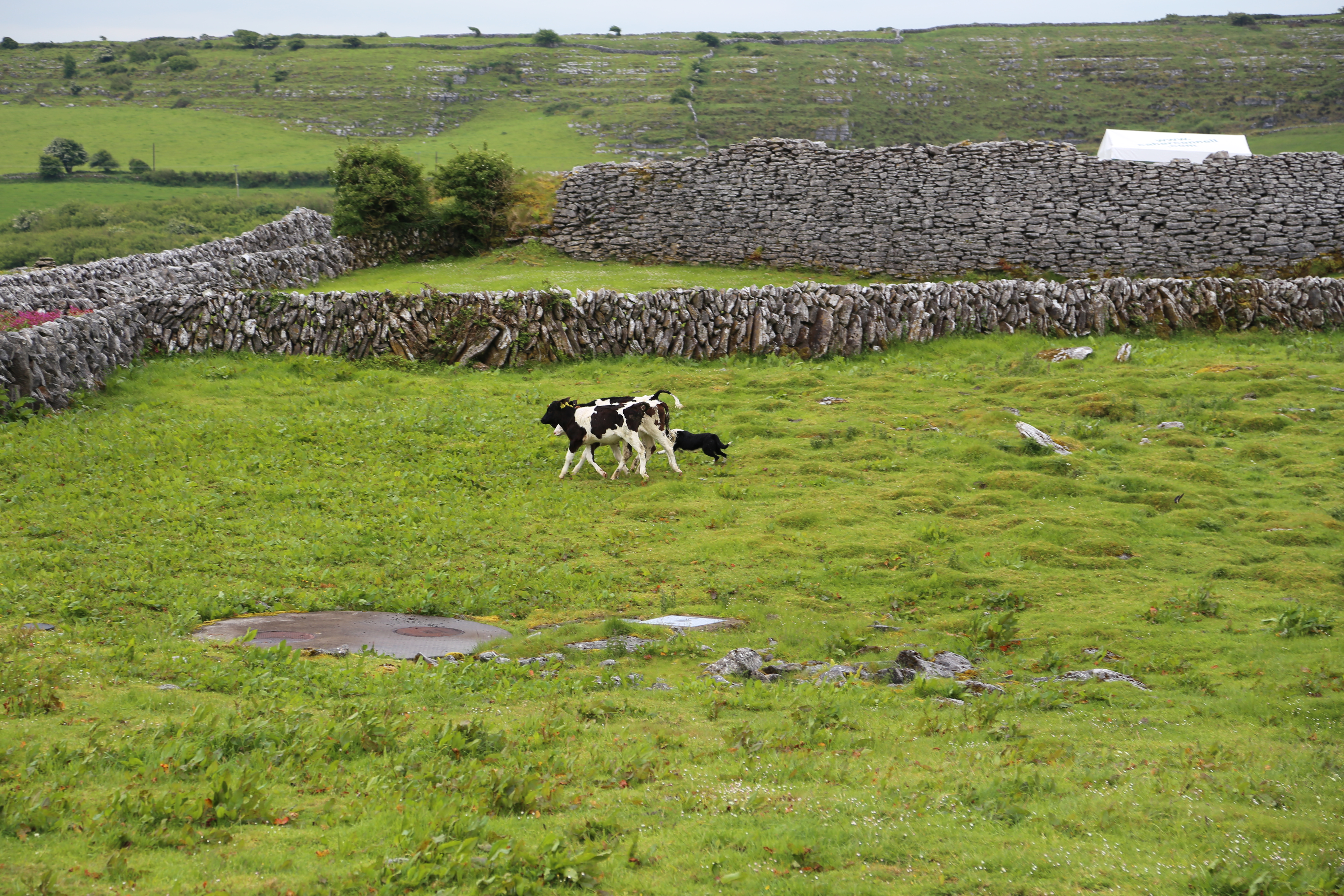 2014 Europe Trip Day 3 - Ireland (The Burren, Poulnabrone Portal Tomb Dolmen, Caherconnell Fort, Sheepdogs, Ring of Kerry, Killarney National Park, Muckross House, Torc Waterfall)