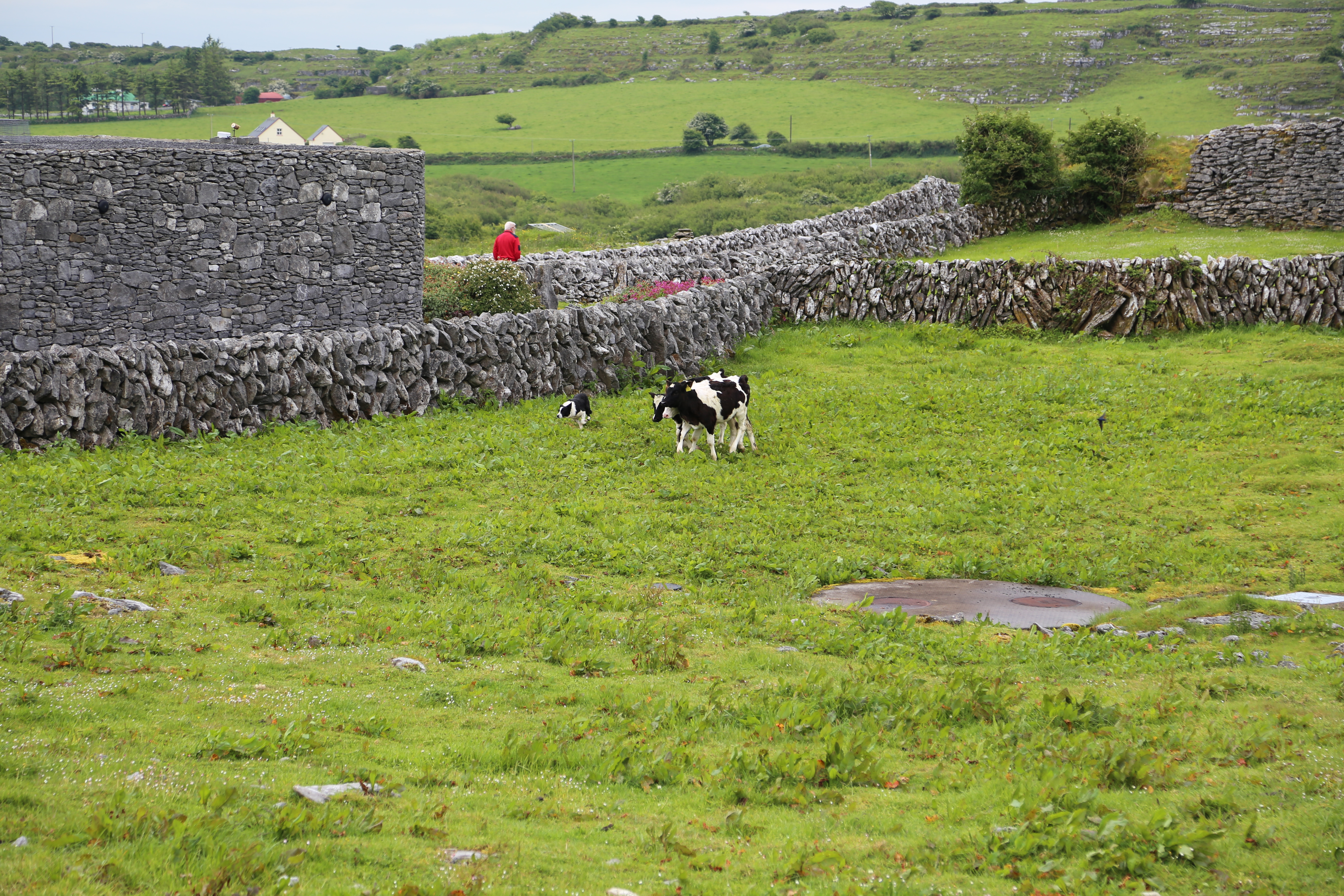 2014 Europe Trip Day 3 - Ireland (The Burren, Poulnabrone Portal Tomb Dolmen, Caherconnell Fort, Sheepdogs, Ring of Kerry, Killarney National Park, Muckross House, Torc Waterfall)