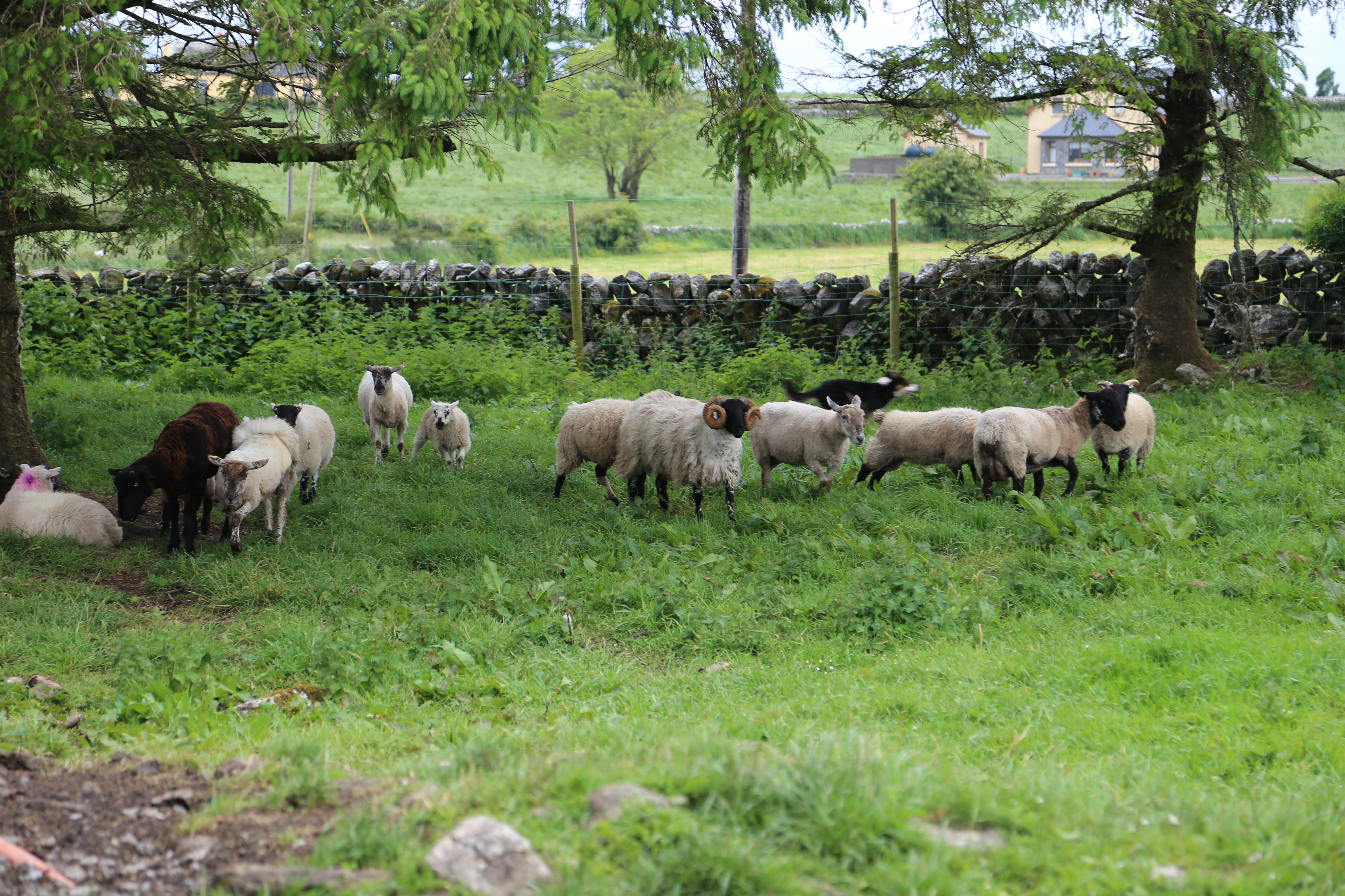 2014 Europe Trip Day 3 - Ireland (The Burren, Poulnabrone Portal Tomb Dolmen, Caherconnell Fort, Sheepdogs, Ring of Kerry, Killarney National Park, Muckross House, Torc Waterfall)