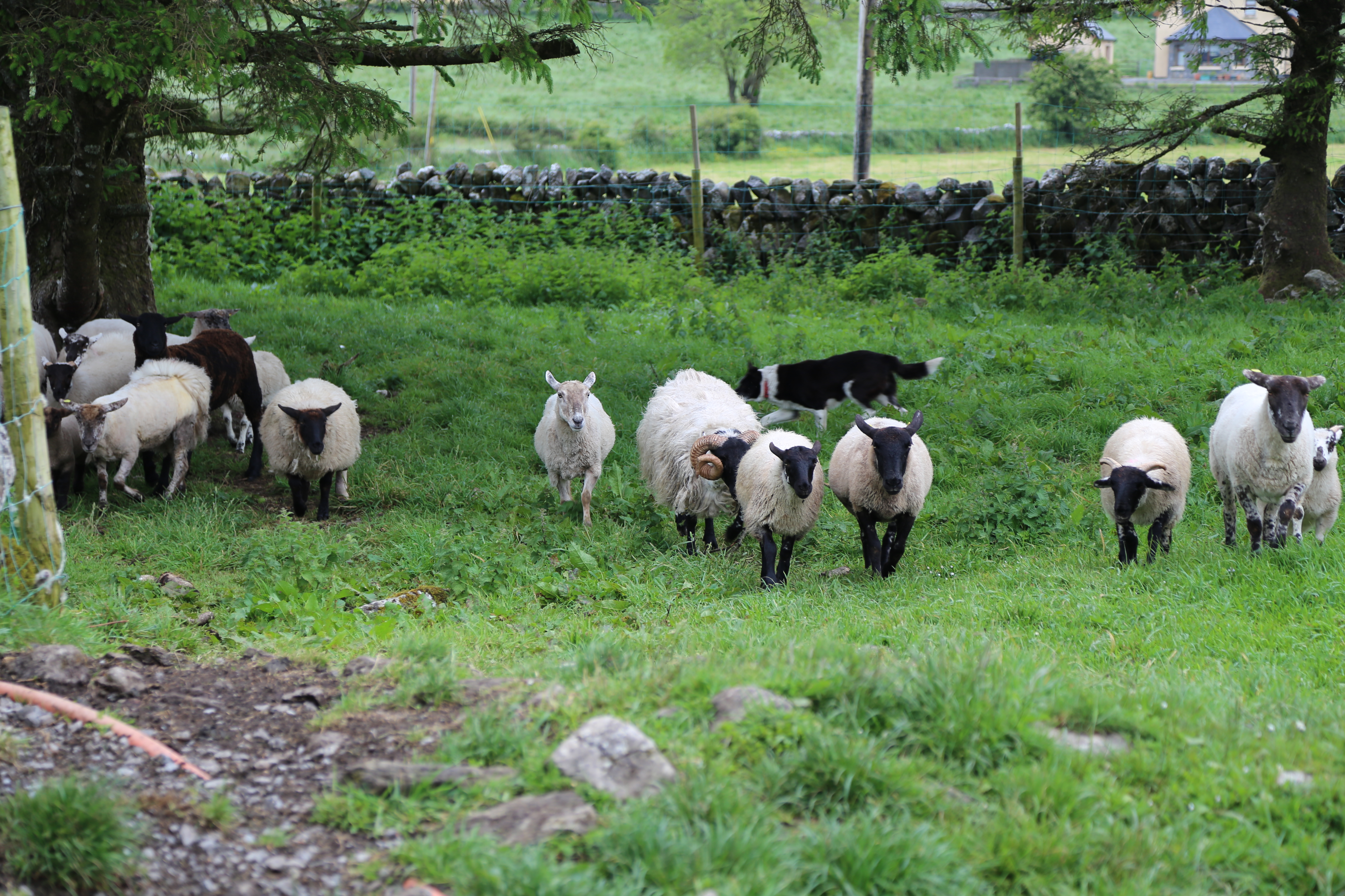 2014 Europe Trip Day 3 - Ireland (The Burren, Poulnabrone Portal Tomb Dolmen, Caherconnell Fort, Sheepdogs, Ring of Kerry, Killarney National Park, Muckross House, Torc Waterfall)