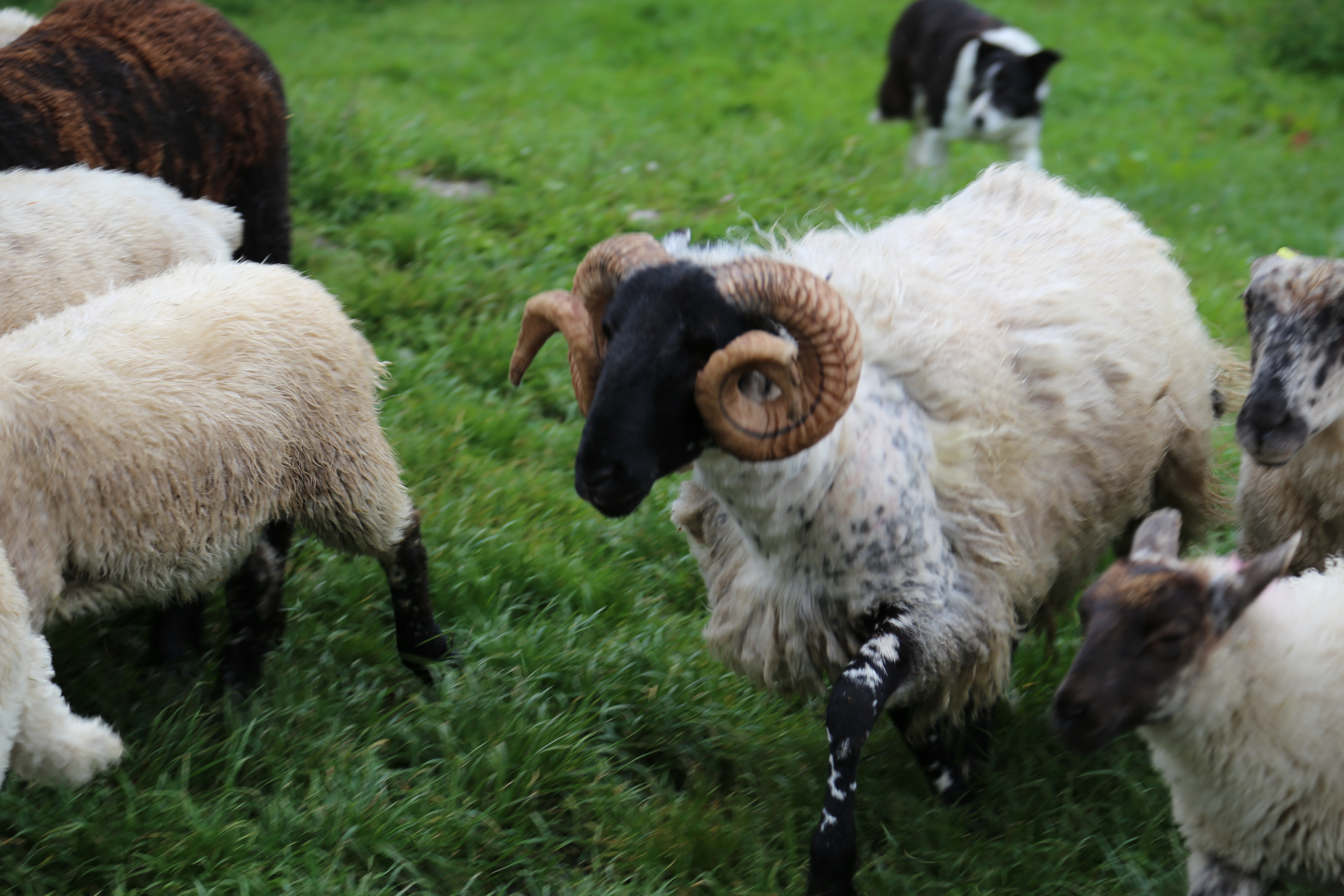 2014 Europe Trip Day 3 - Ireland (The Burren, Poulnabrone Portal Tomb Dolmen, Caherconnell Fort, Sheepdogs, Ring of Kerry, Killarney National Park, Muckross House, Torc Waterfall)