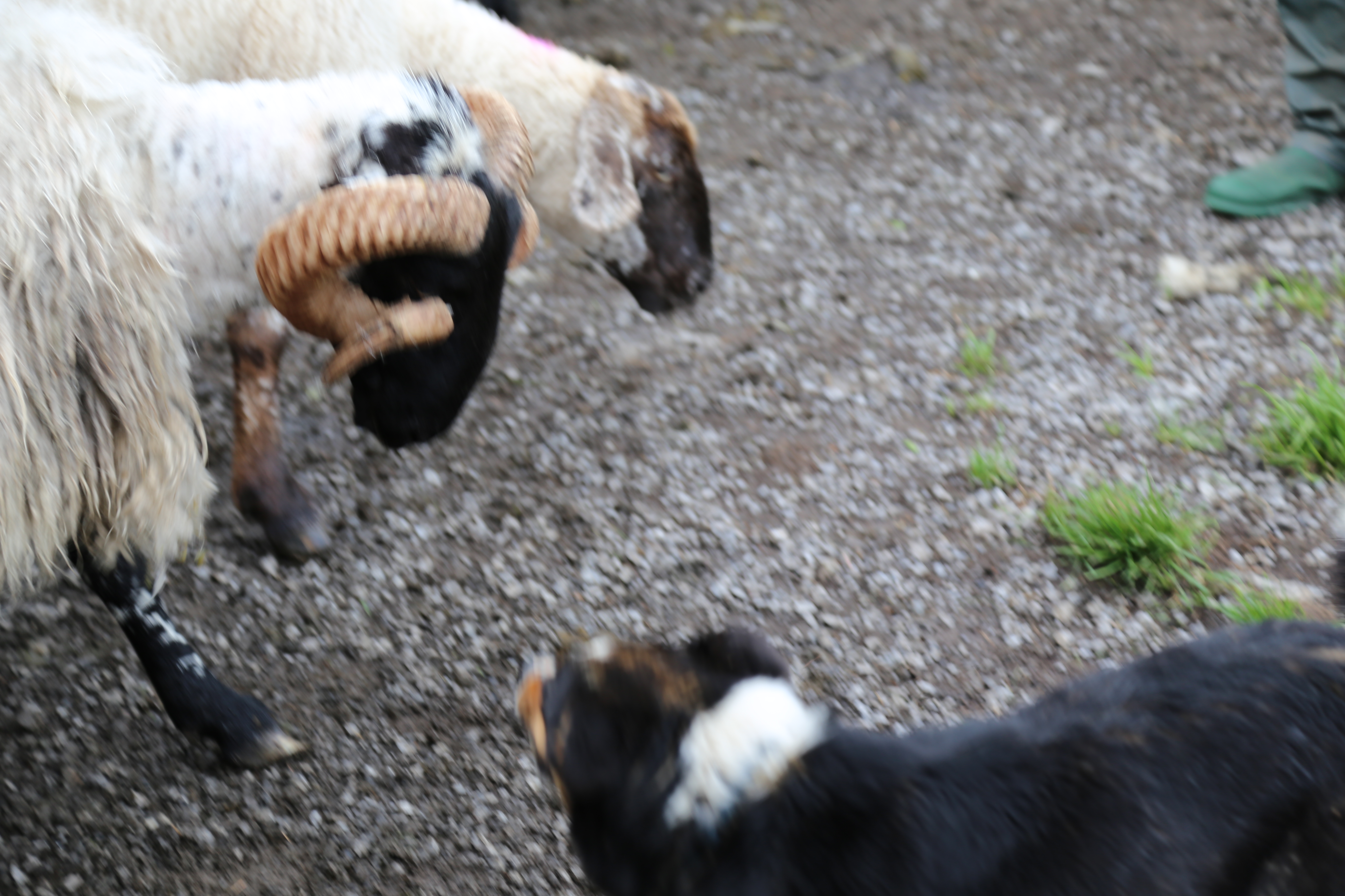 2014 Europe Trip Day 3 - Ireland (The Burren, Poulnabrone Portal Tomb Dolmen, Caherconnell Fort, Sheepdogs, Ring of Kerry, Killarney National Park, Muckross House, Torc Waterfall)