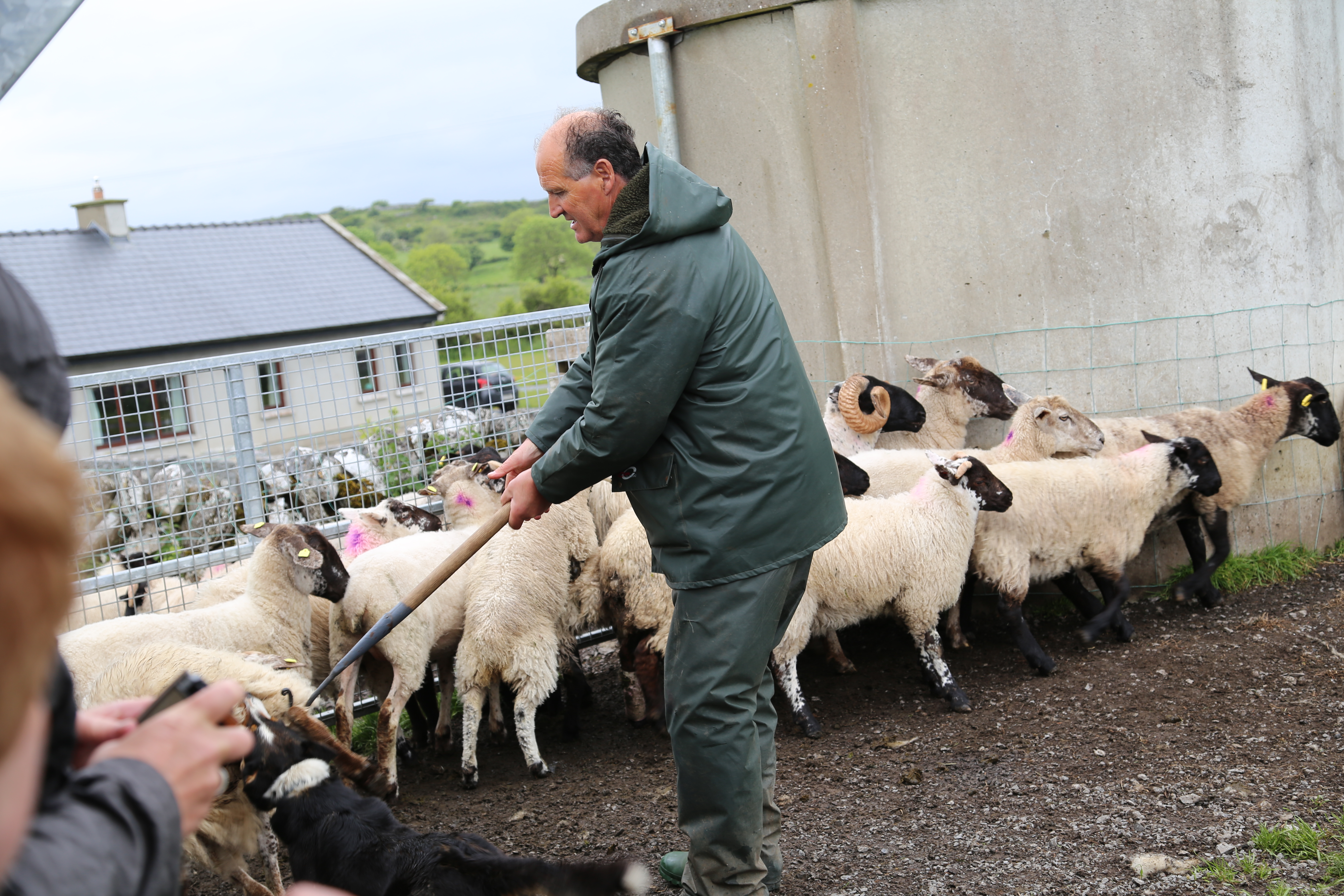 2014 Europe Trip Day 3 - Ireland (The Burren, Poulnabrone Portal Tomb Dolmen, Caherconnell Fort, Sheepdogs, Ring of Kerry, Killarney National Park, Muckross House, Torc Waterfall)