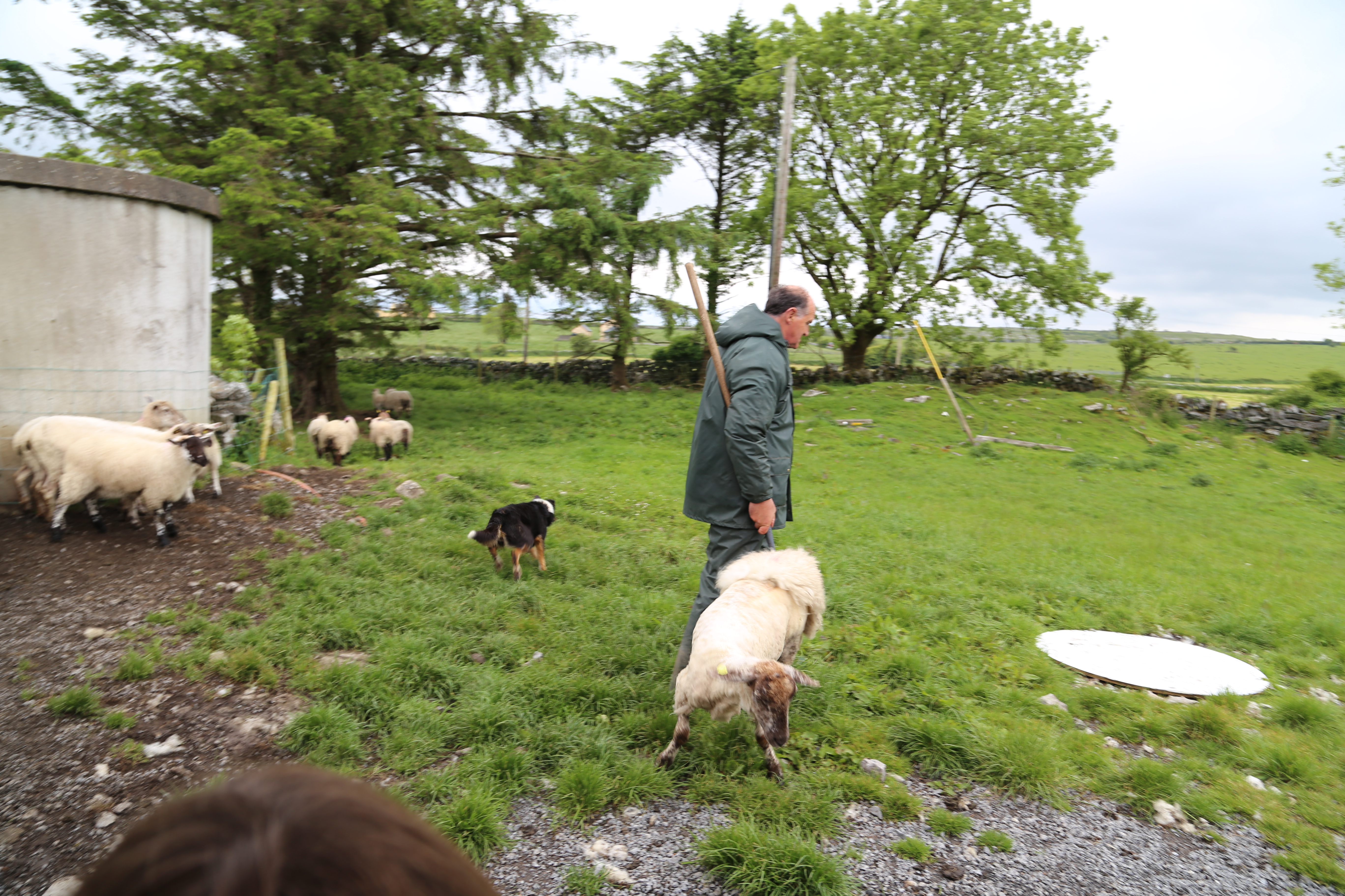 2014 Europe Trip Day 3 - Ireland (The Burren, Poulnabrone Portal Tomb Dolmen, Caherconnell Fort, Sheepdogs, Ring of Kerry, Killarney National Park, Muckross House, Torc Waterfall)