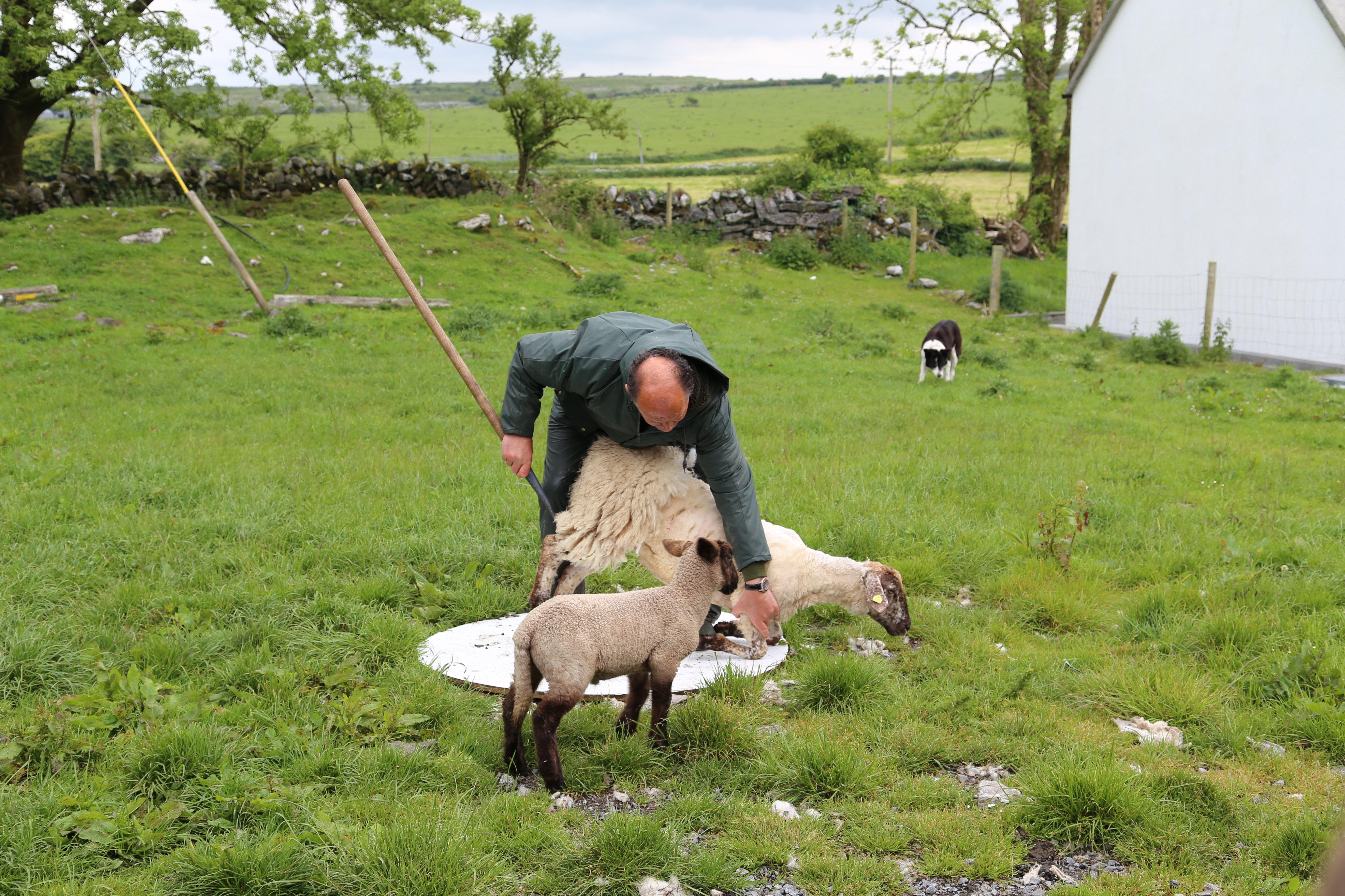 2014 Europe Trip Day 3 - Ireland (The Burren, Poulnabrone Portal Tomb Dolmen, Caherconnell Fort, Sheepdogs, Ring of Kerry, Killarney National Park, Muckross House, Torc Waterfall)