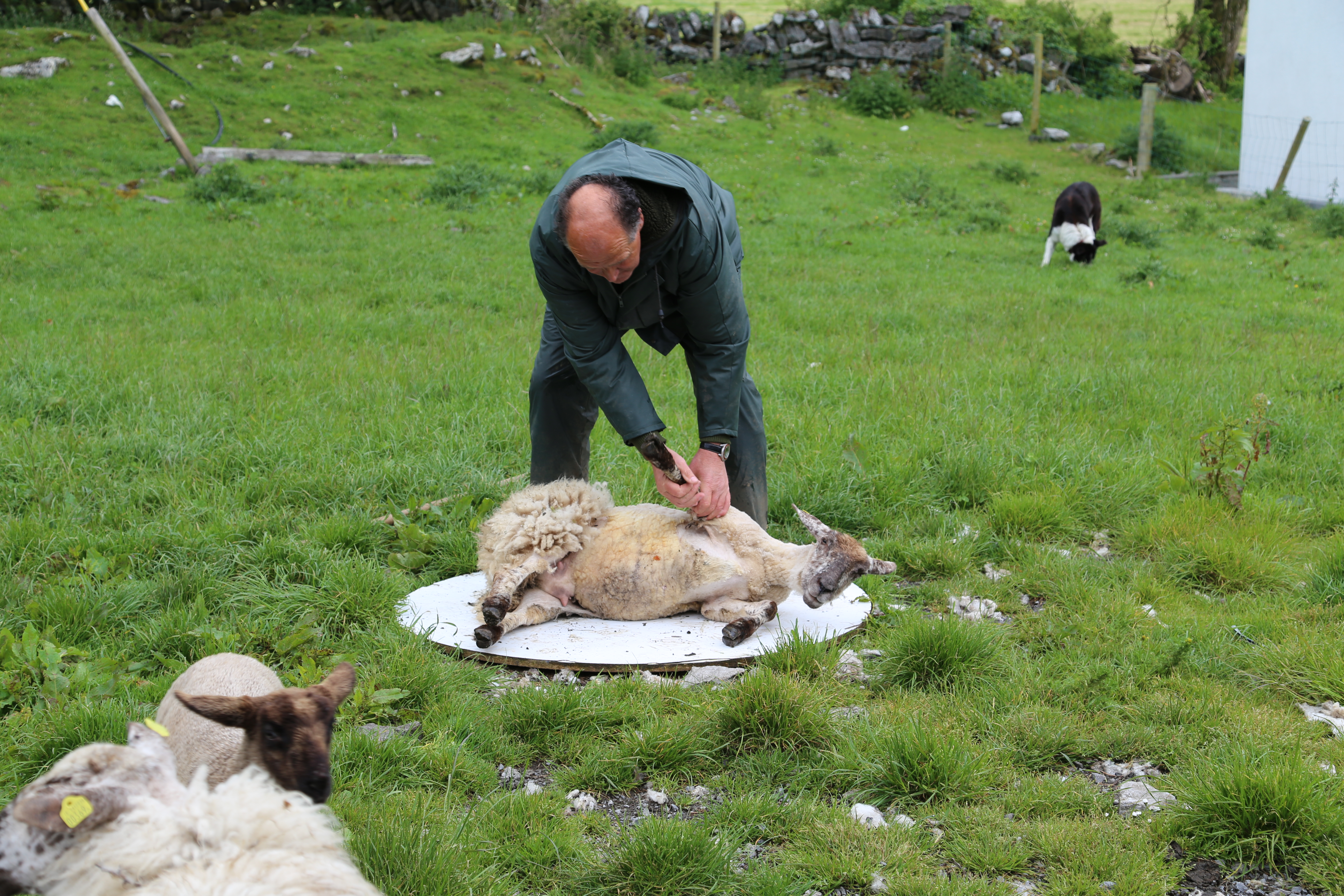 2014 Europe Trip Day 3 - Ireland (The Burren, Poulnabrone Portal Tomb Dolmen, Caherconnell Fort, Sheepdogs, Ring of Kerry, Killarney National Park, Muckross House, Torc Waterfall)