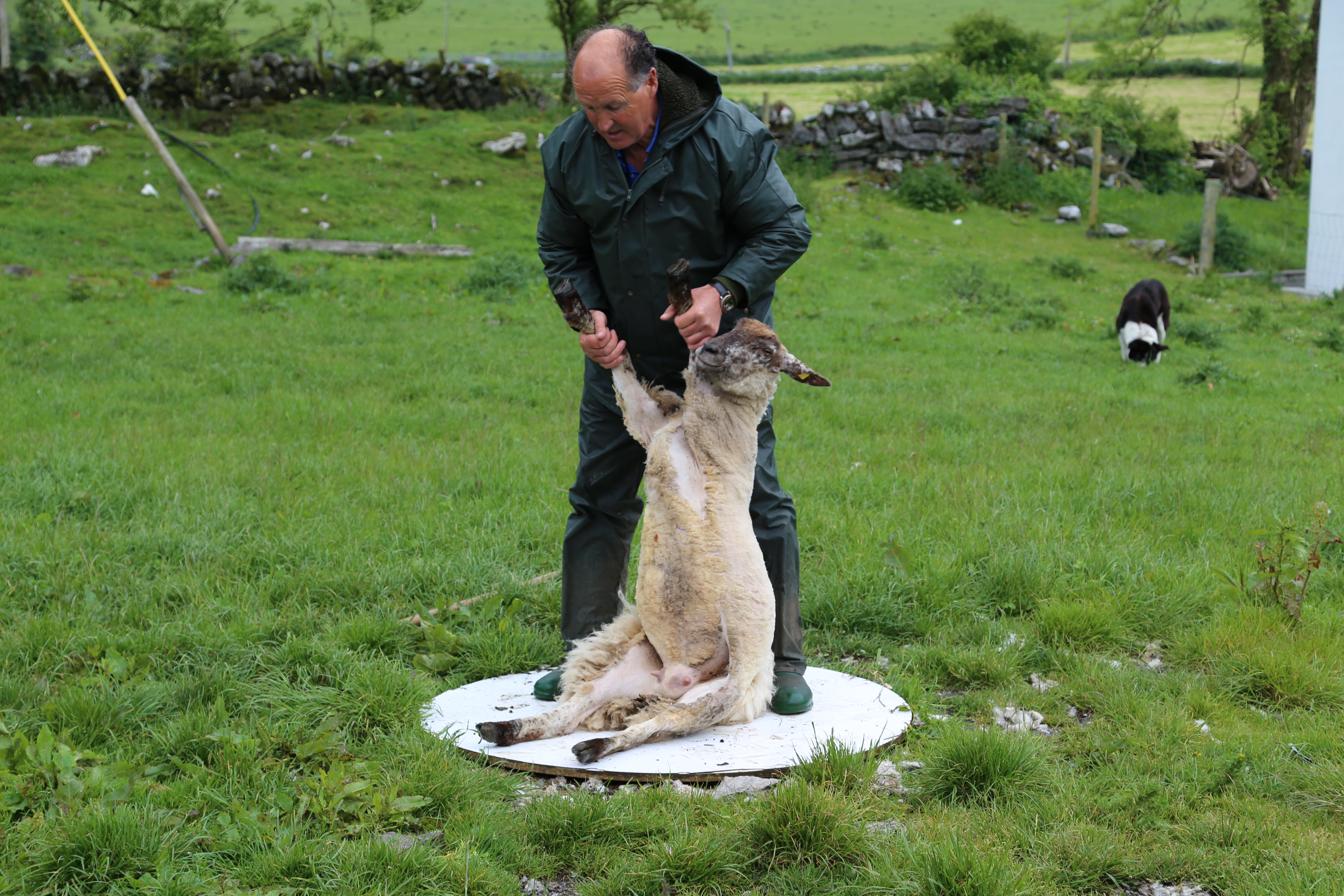 2014 Europe Trip Day 3 - Ireland (The Burren, Poulnabrone Portal Tomb Dolmen, Caherconnell Fort, Sheepdogs, Ring of Kerry, Killarney National Park, Muckross House, Torc Waterfall)