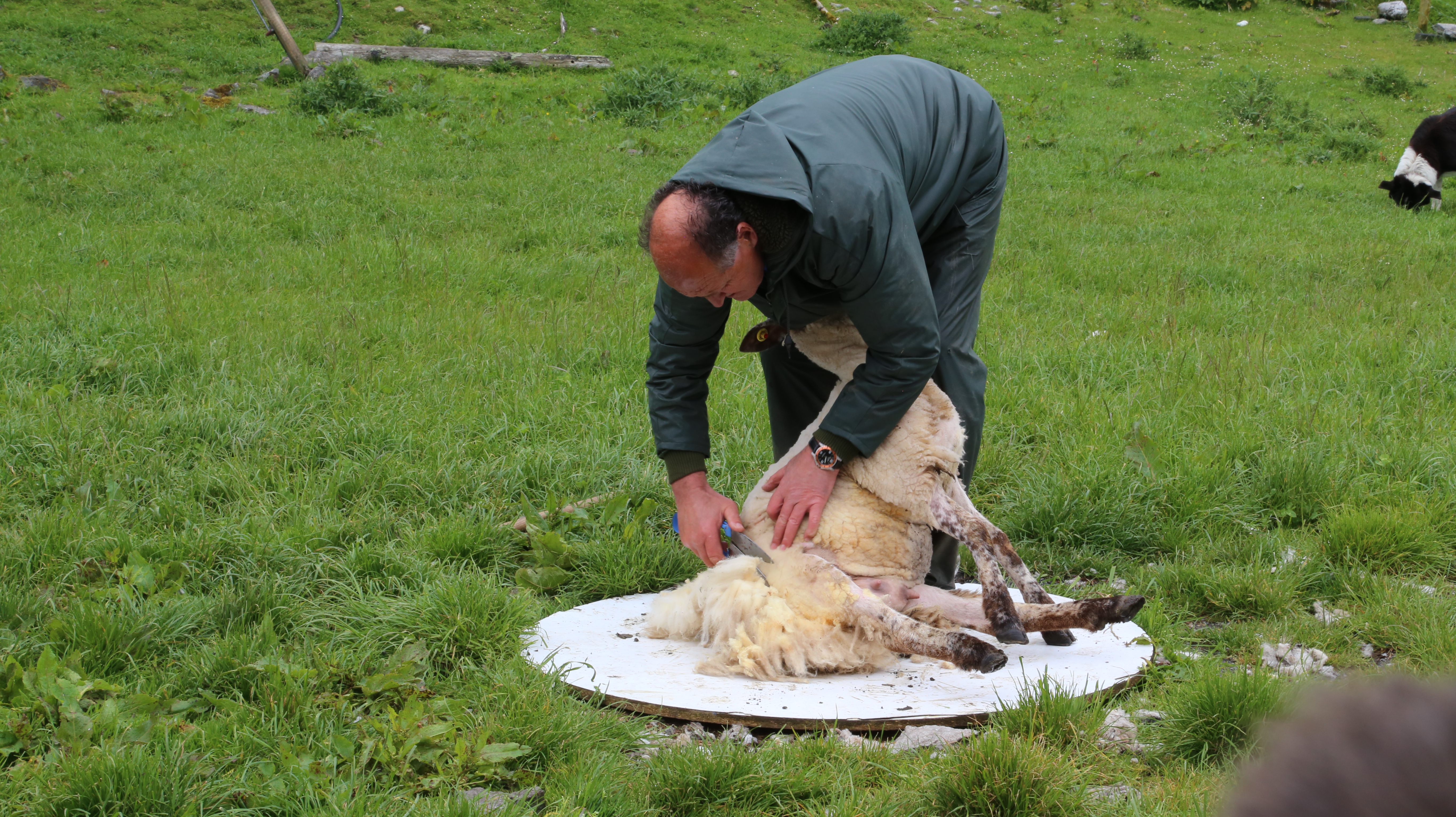 2014 Europe Trip Day 3 - Ireland (The Burren, Poulnabrone Portal Tomb Dolmen, Caherconnell Fort, Sheepdogs, Ring of Kerry, Killarney National Park, Muckross House, Torc Waterfall)