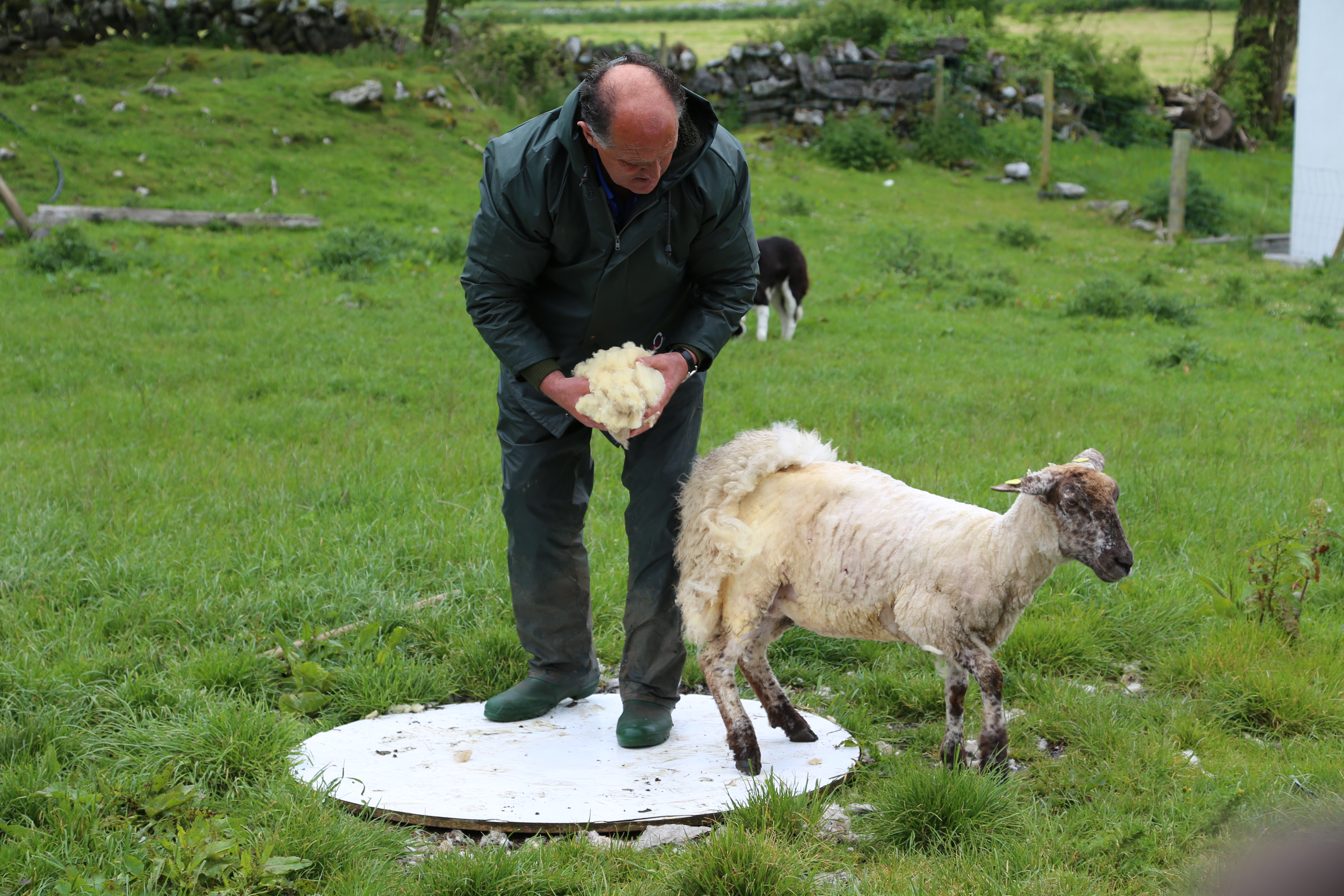 2014 Europe Trip Day 3 - Ireland (The Burren, Poulnabrone Portal Tomb Dolmen, Caherconnell Fort, Sheepdogs, Ring of Kerry, Killarney National Park, Muckross House, Torc Waterfall)