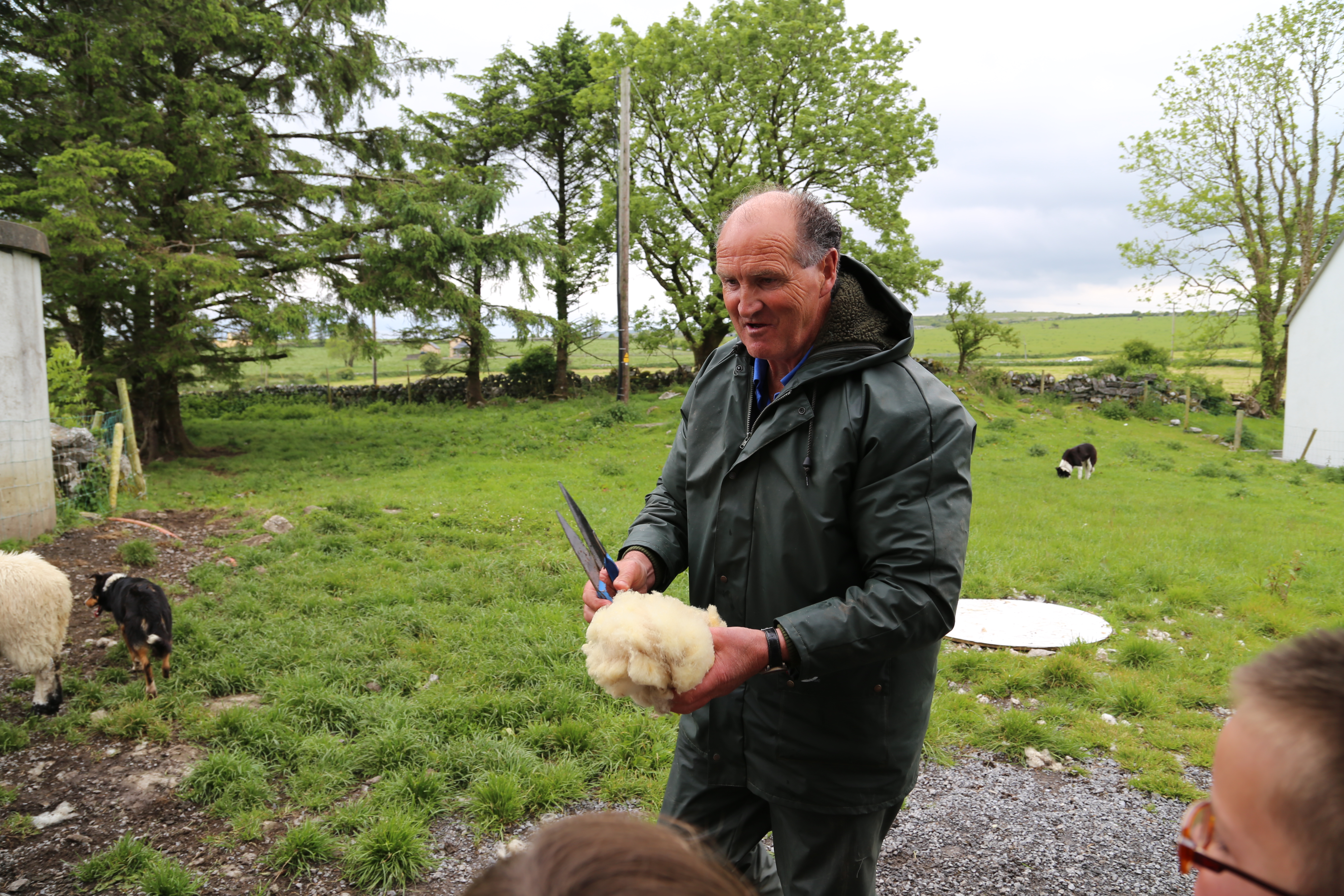 2014 Europe Trip Day 3 - Ireland (The Burren, Poulnabrone Portal Tomb Dolmen, Caherconnell Fort, Sheepdogs, Ring of Kerry, Killarney National Park, Muckross House, Torc Waterfall)