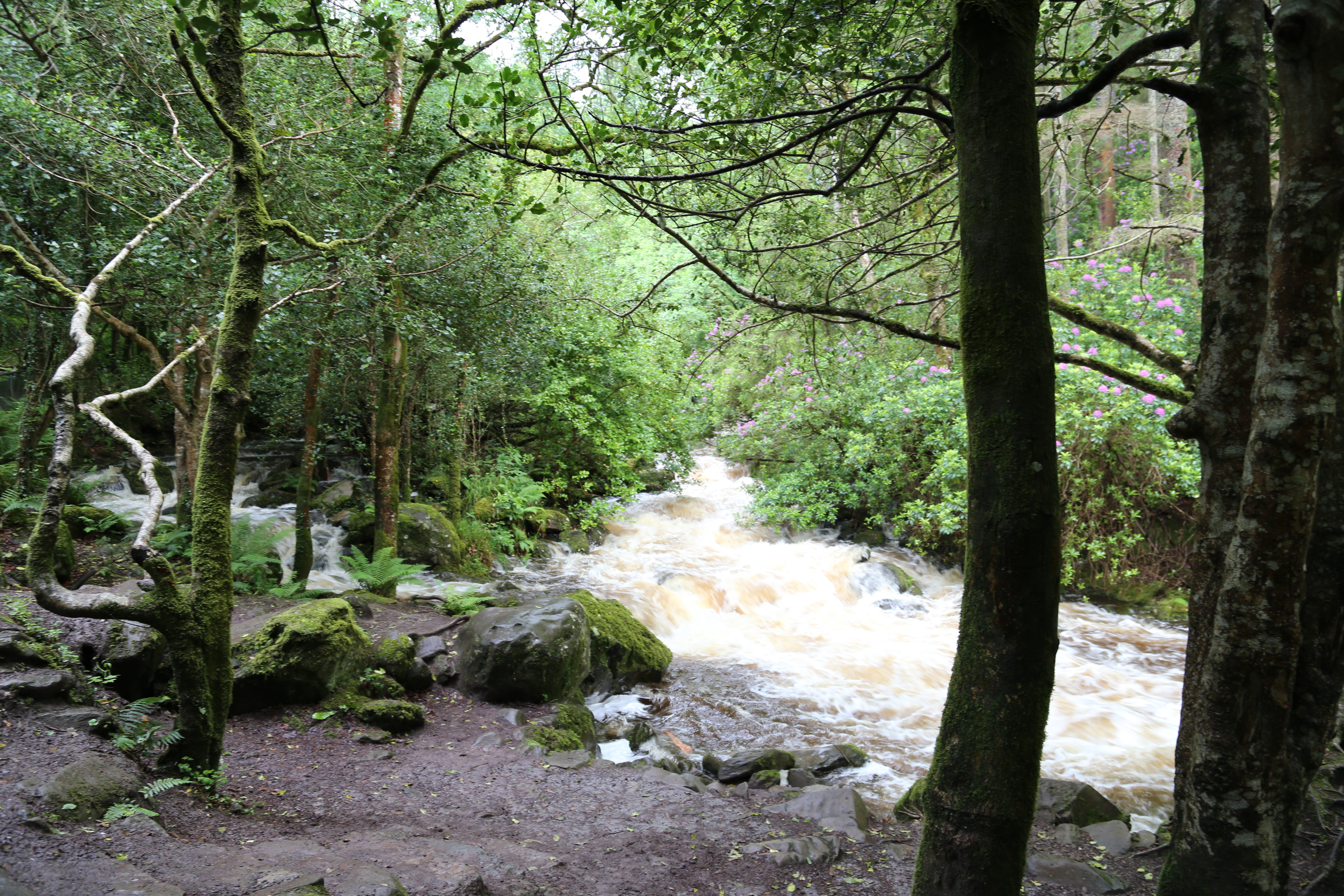 2014 Europe Trip Day 3 - Ireland (The Burren, Poulnabrone Portal Tomb Dolmen, Caherconnell Fort, Sheepdogs, Ring of Kerry, Killarney National Park, Muckross House, Torc Waterfall)