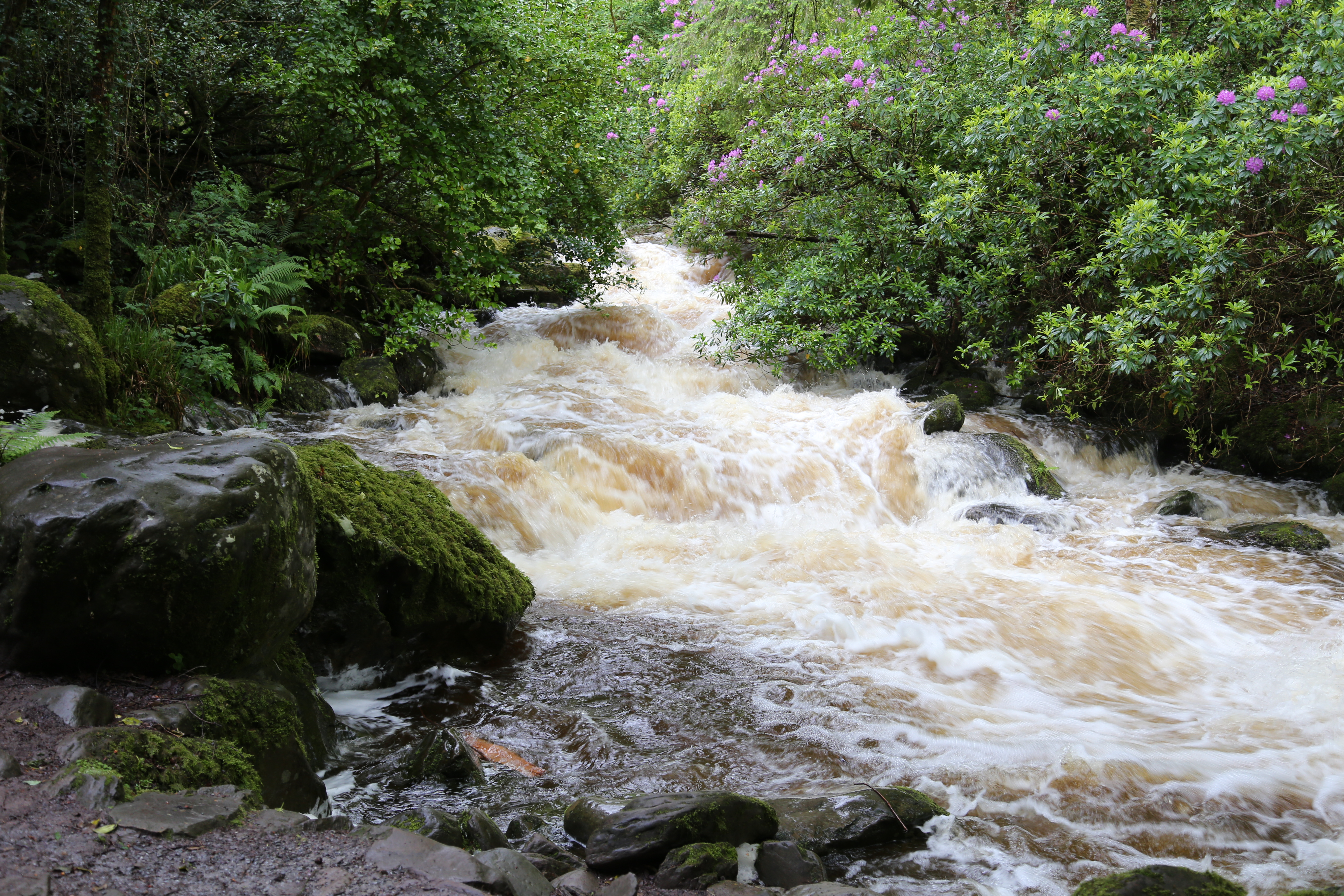 2014 Europe Trip Day 3 - Ireland (The Burren, Poulnabrone Portal Tomb Dolmen, Caherconnell Fort, Sheepdogs, Ring of Kerry, Killarney National Park, Muckross House, Torc Waterfall)