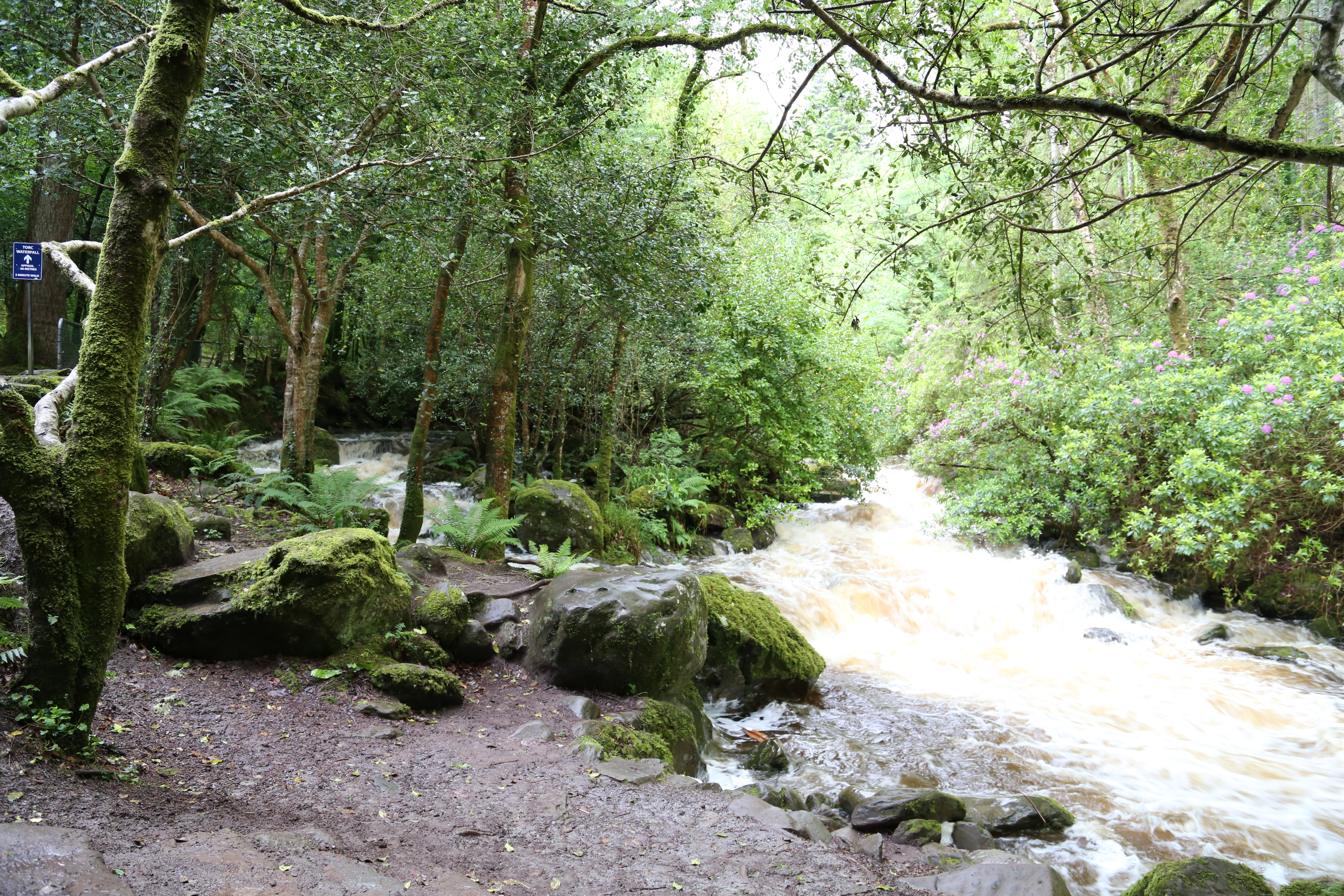 2014 Europe Trip Day 3 - Ireland (The Burren, Poulnabrone Portal Tomb Dolmen, Caherconnell Fort, Sheepdogs, Ring of Kerry, Killarney National Park, Muckross House, Torc Waterfall)