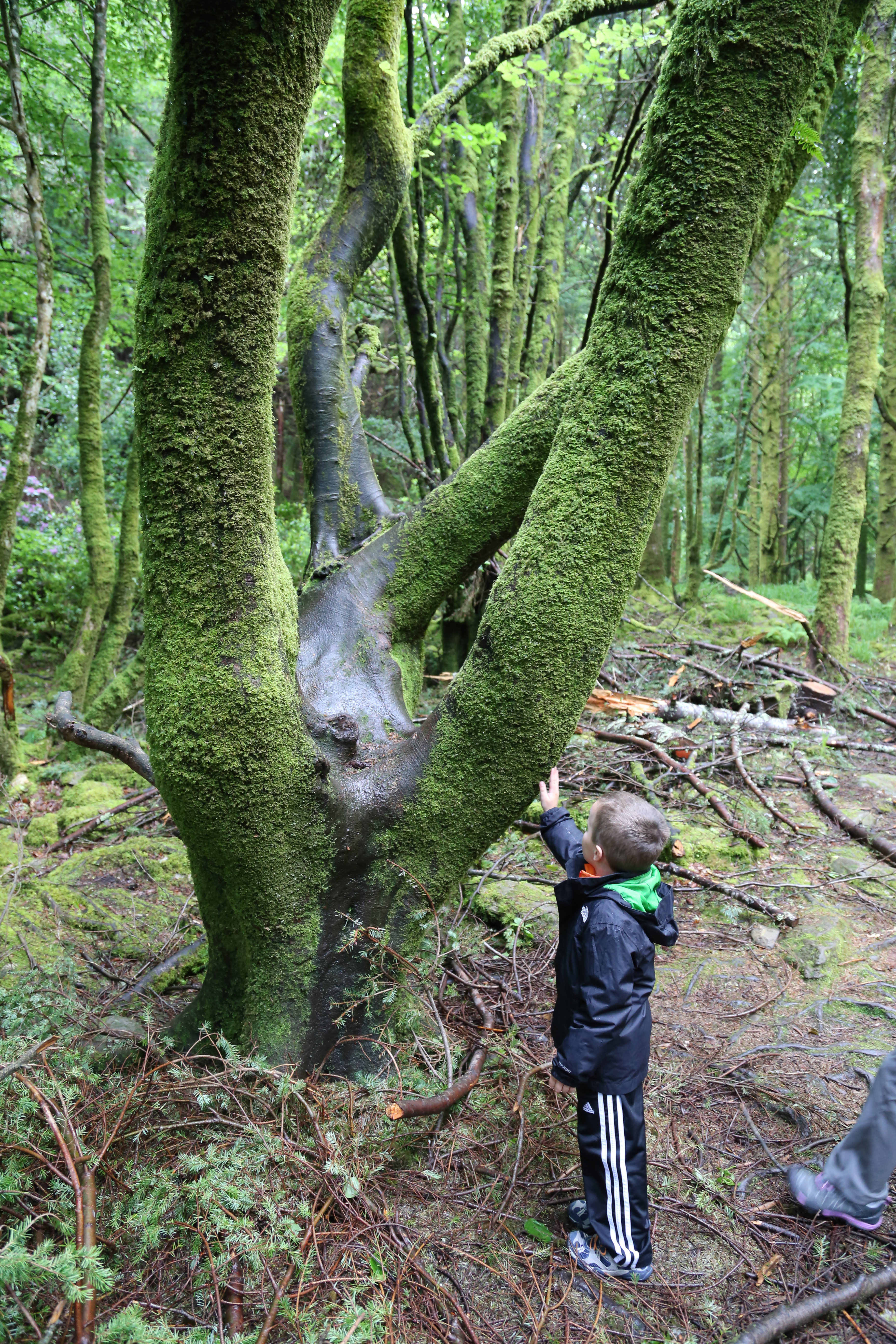 2014 Europe Trip Day 3 - Ireland (The Burren, Poulnabrone Portal Tomb Dolmen, Caherconnell Fort, Sheepdogs, Ring of Kerry, Killarney National Park, Muckross House, Torc Waterfall)