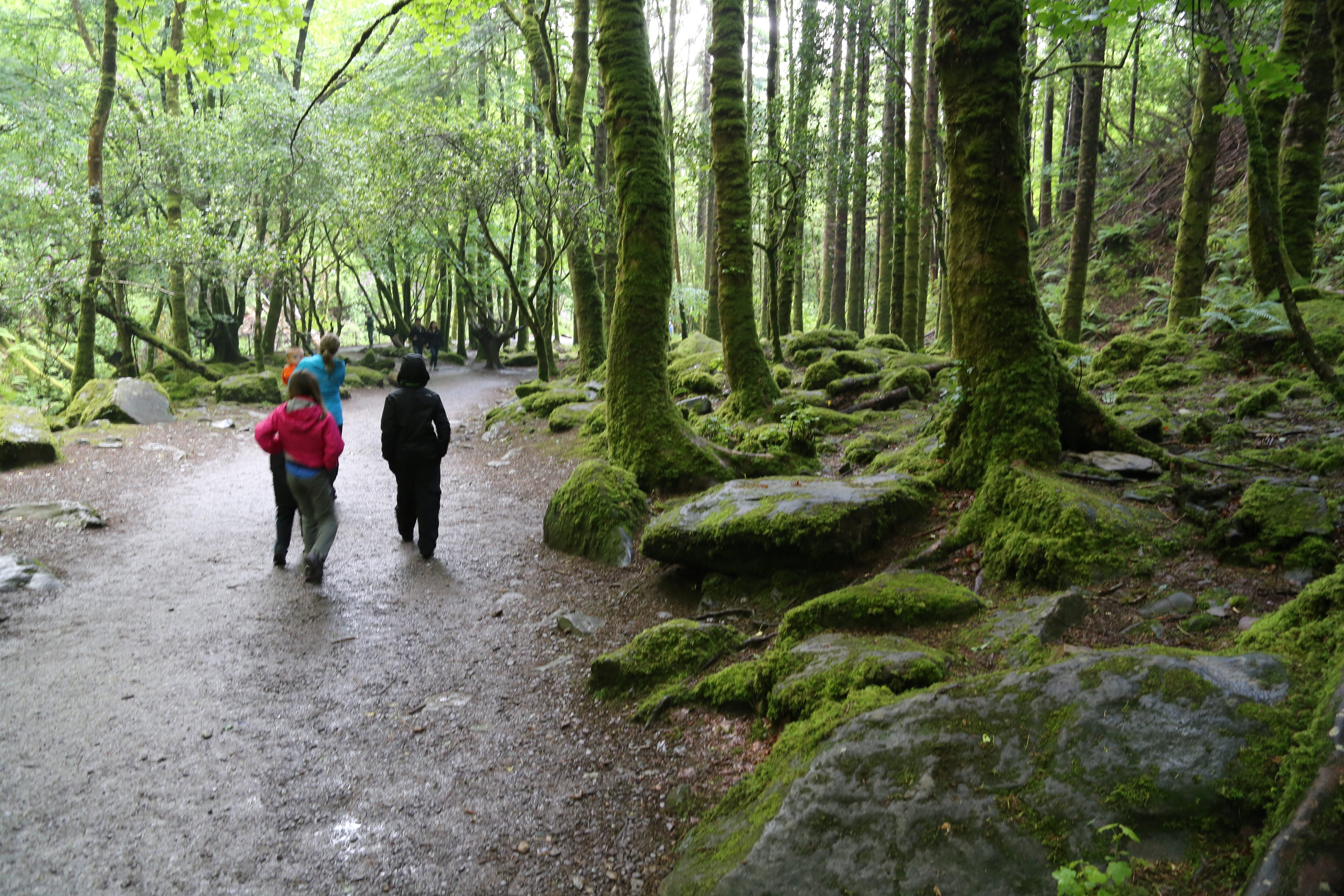 2014 Europe Trip Day 3 - Ireland (The Burren, Poulnabrone Portal Tomb Dolmen, Caherconnell Fort, Sheepdogs, Ring of Kerry, Killarney National Park, Muckross House, Torc Waterfall)