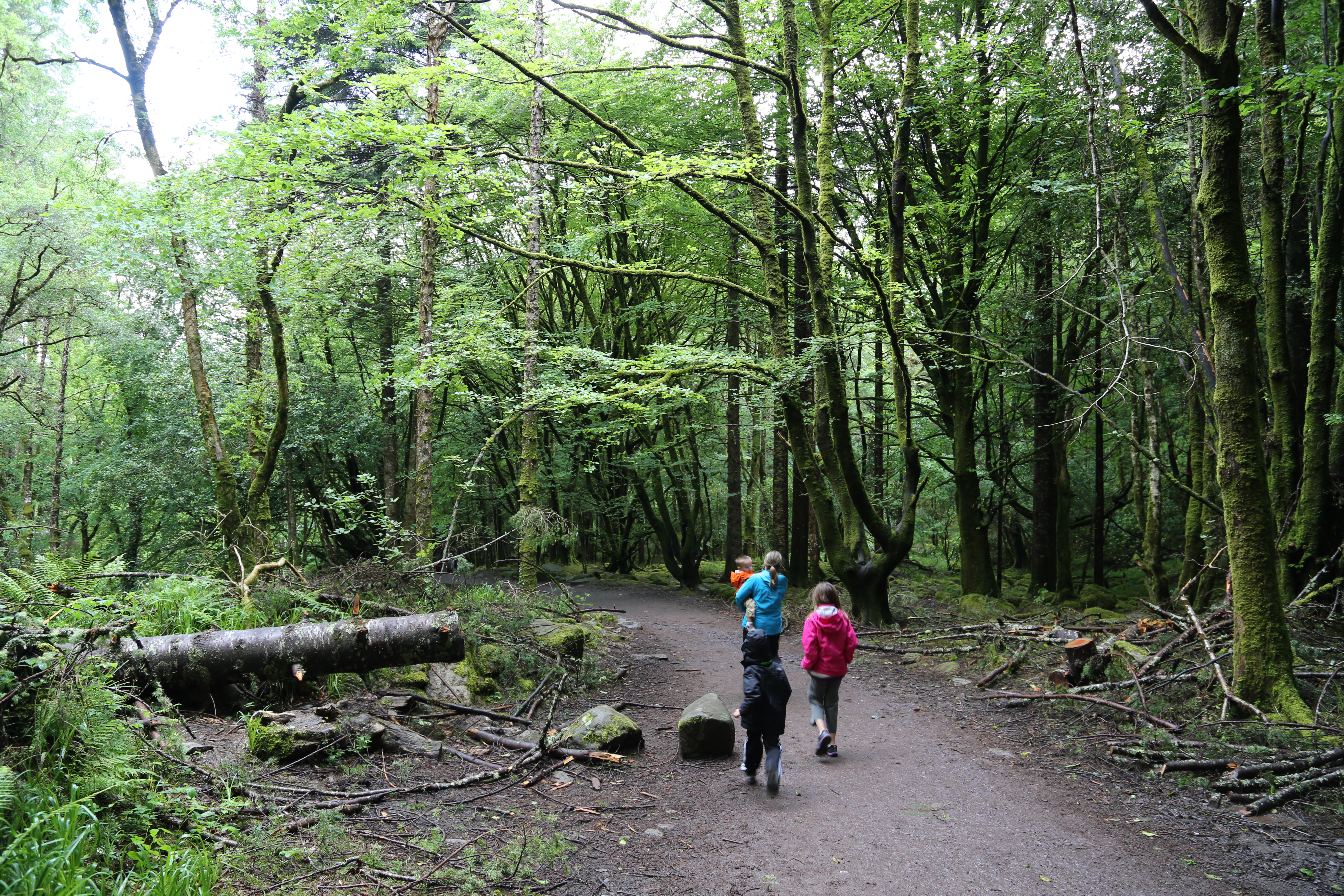 2014 Europe Trip Day 3 - Ireland (The Burren, Poulnabrone Portal Tomb Dolmen, Caherconnell Fort, Sheepdogs, Ring of Kerry, Killarney National Park, Muckross House, Torc Waterfall)