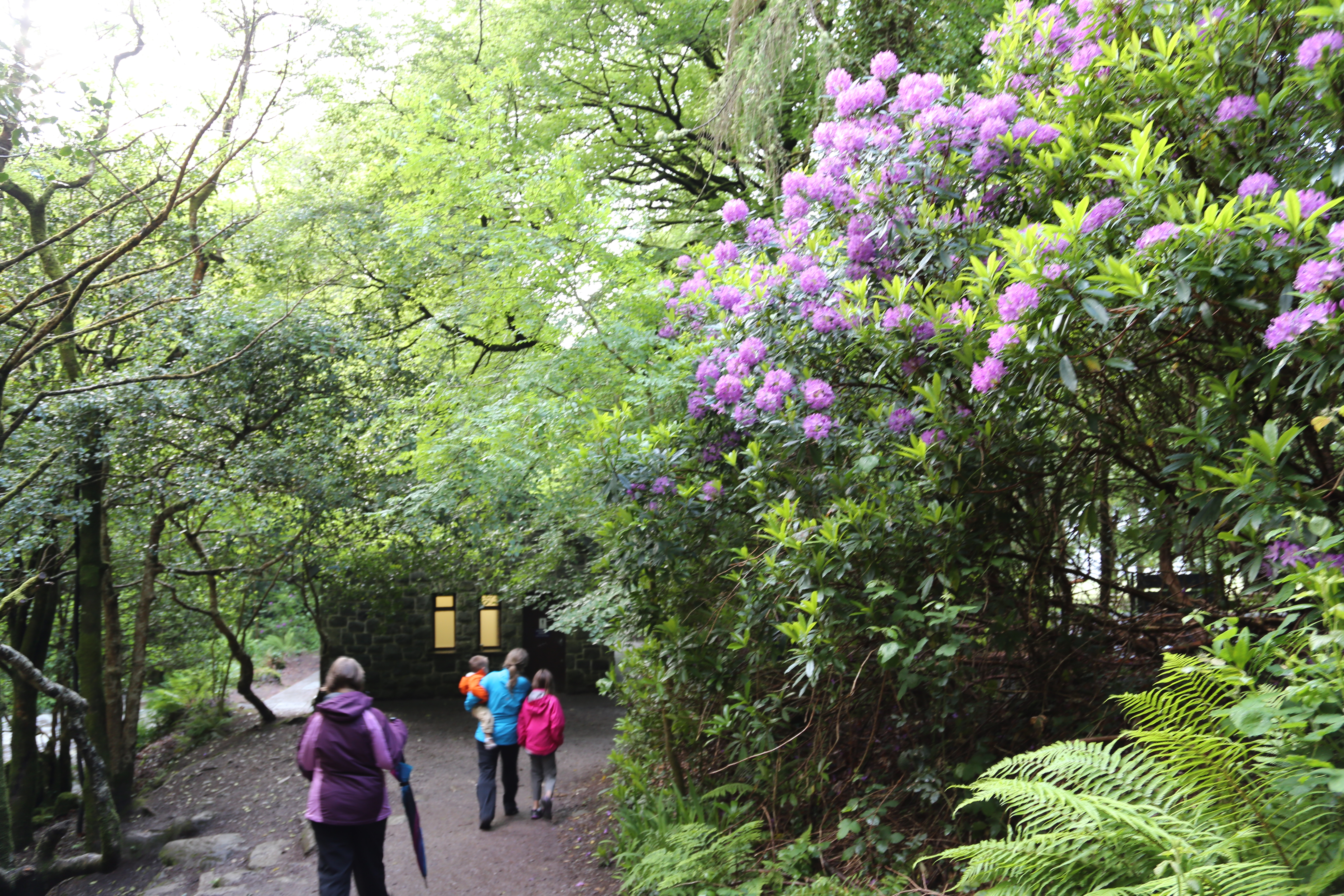 2014 Europe Trip Day 3 - Ireland (The Burren, Poulnabrone Portal Tomb Dolmen, Caherconnell Fort, Sheepdogs, Ring of Kerry, Killarney National Park, Muckross House, Torc Waterfall)