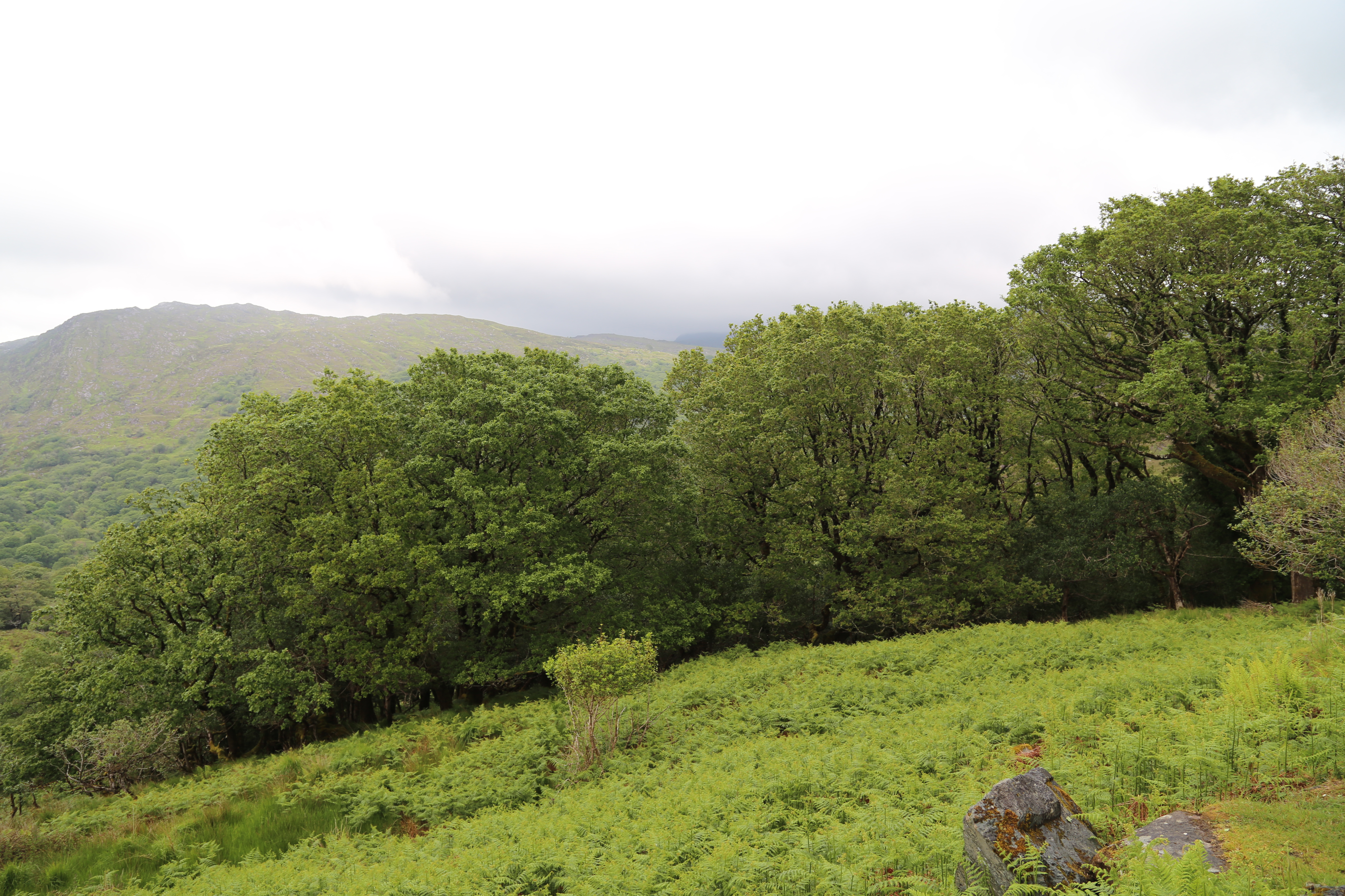 2014 Europe Trip Day 3 - Ireland (The Burren, Poulnabrone Portal Tomb Dolmen, Caherconnell Fort, Sheepdogs, Ring of Kerry, Killarney National Park, Muckross House, Torc Waterfall)