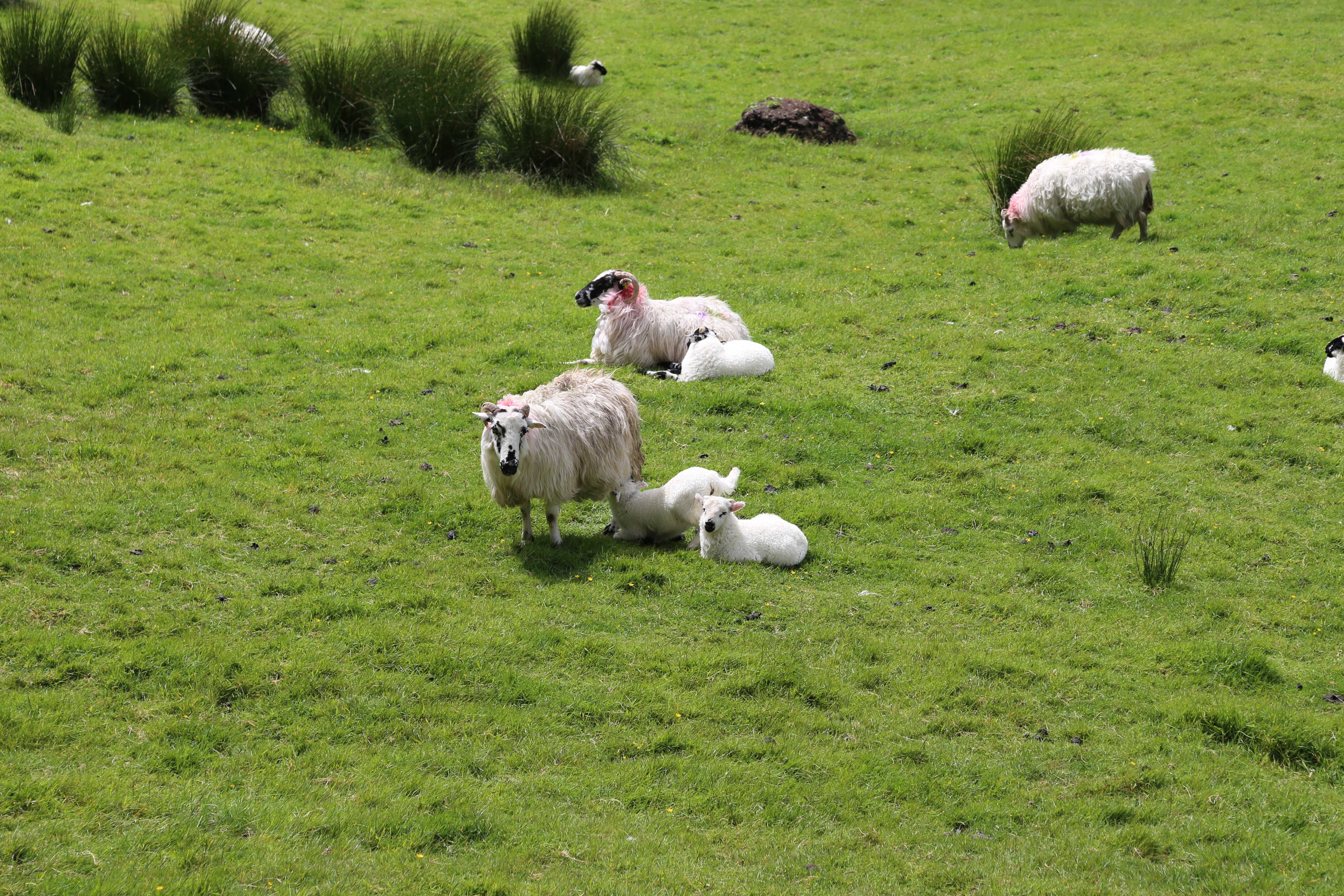 2014 Europe Trip Day 4 - Ireland (Beara Peninsula, Healy Pass, Castletown-Bearhaven, Dursey Island Cable Car, Allihies, Eyeries, Chips and Curry)