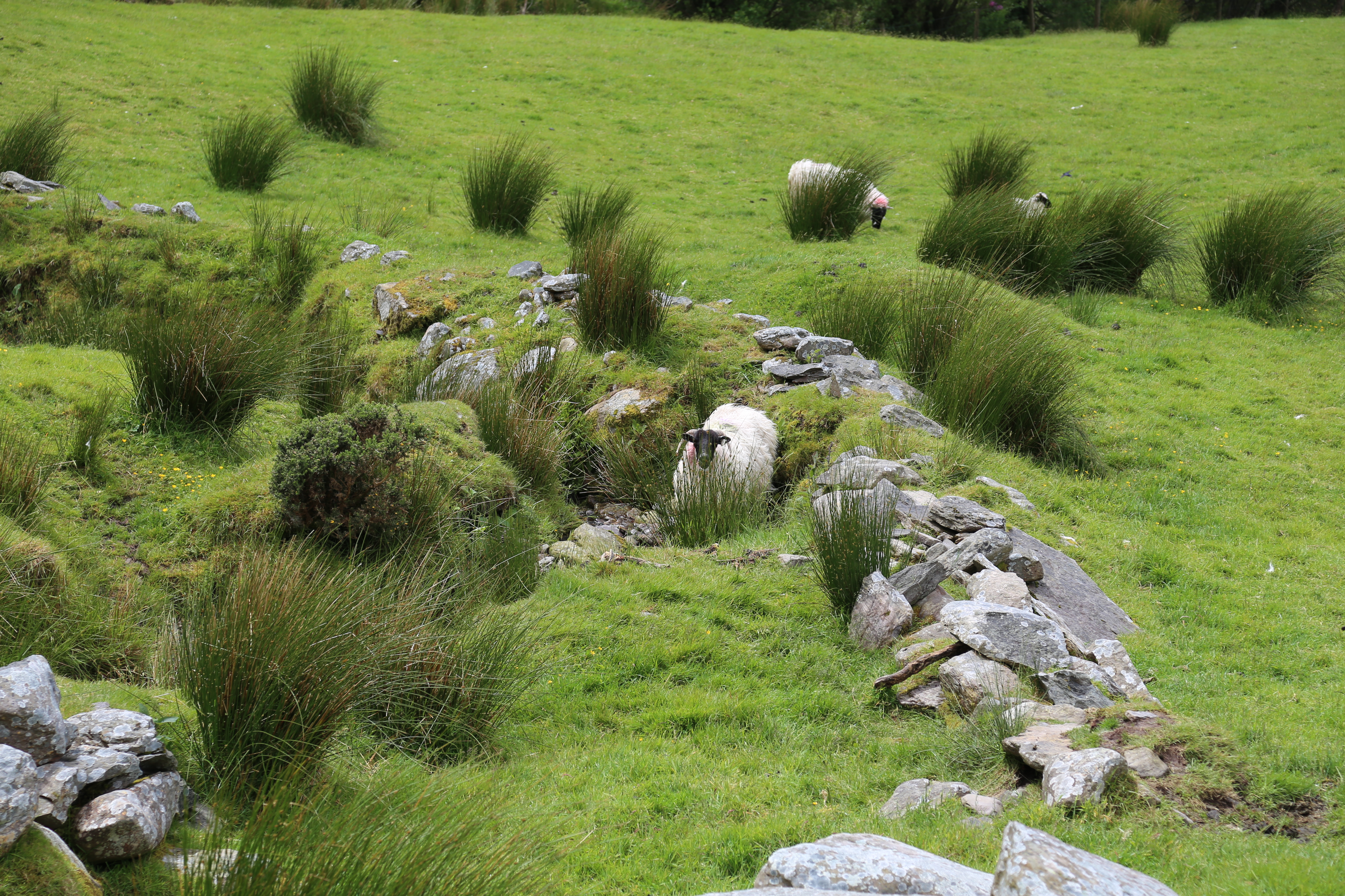 2014 Europe Trip Day 4 - Ireland (Beara Peninsula, Healy Pass, Castletown-Bearhaven, Dursey Island Cable Car, Allihies, Eyeries, Chips and Curry)