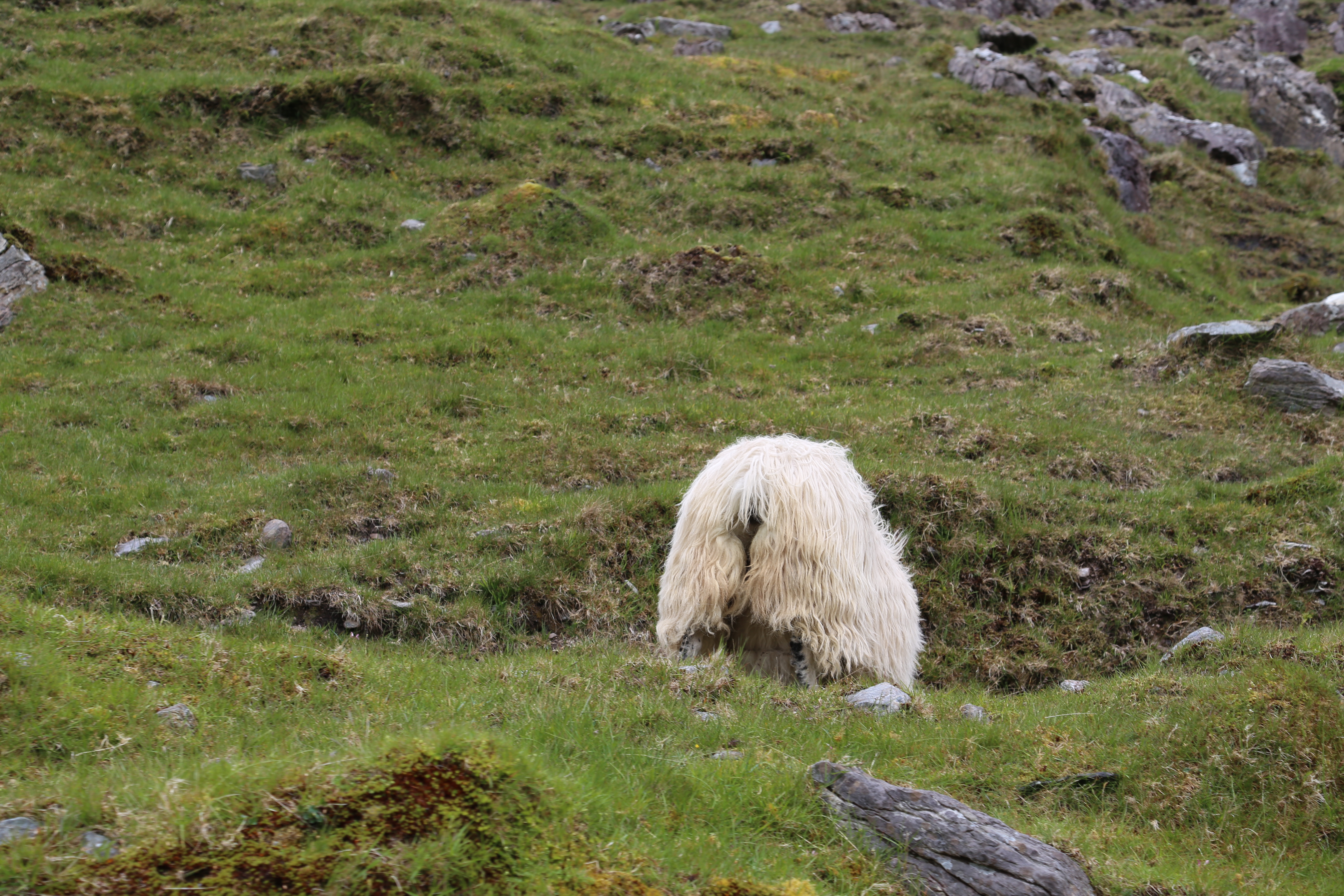 2014 Europe Trip Day 4 - Ireland (Beara Peninsula, Healy Pass, Castletown-Bearhaven, Dursey Island Cable Car, Allihies, Eyeries, Chips and Curry)