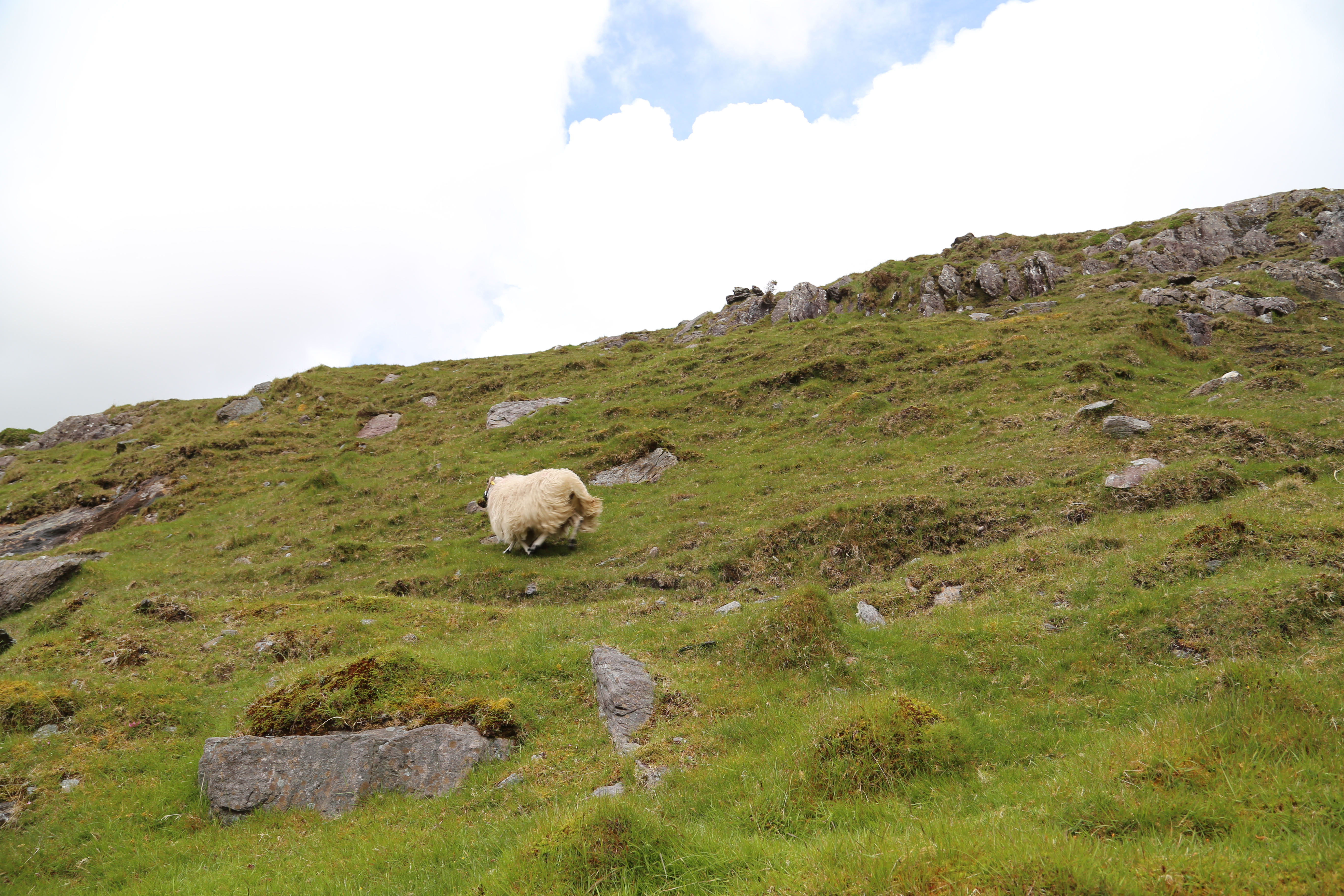 2014 Europe Trip Day 4 - Ireland (Beara Peninsula, Healy Pass, Castletown-Bearhaven, Dursey Island Cable Car, Allihies, Eyeries, Chips and Curry)