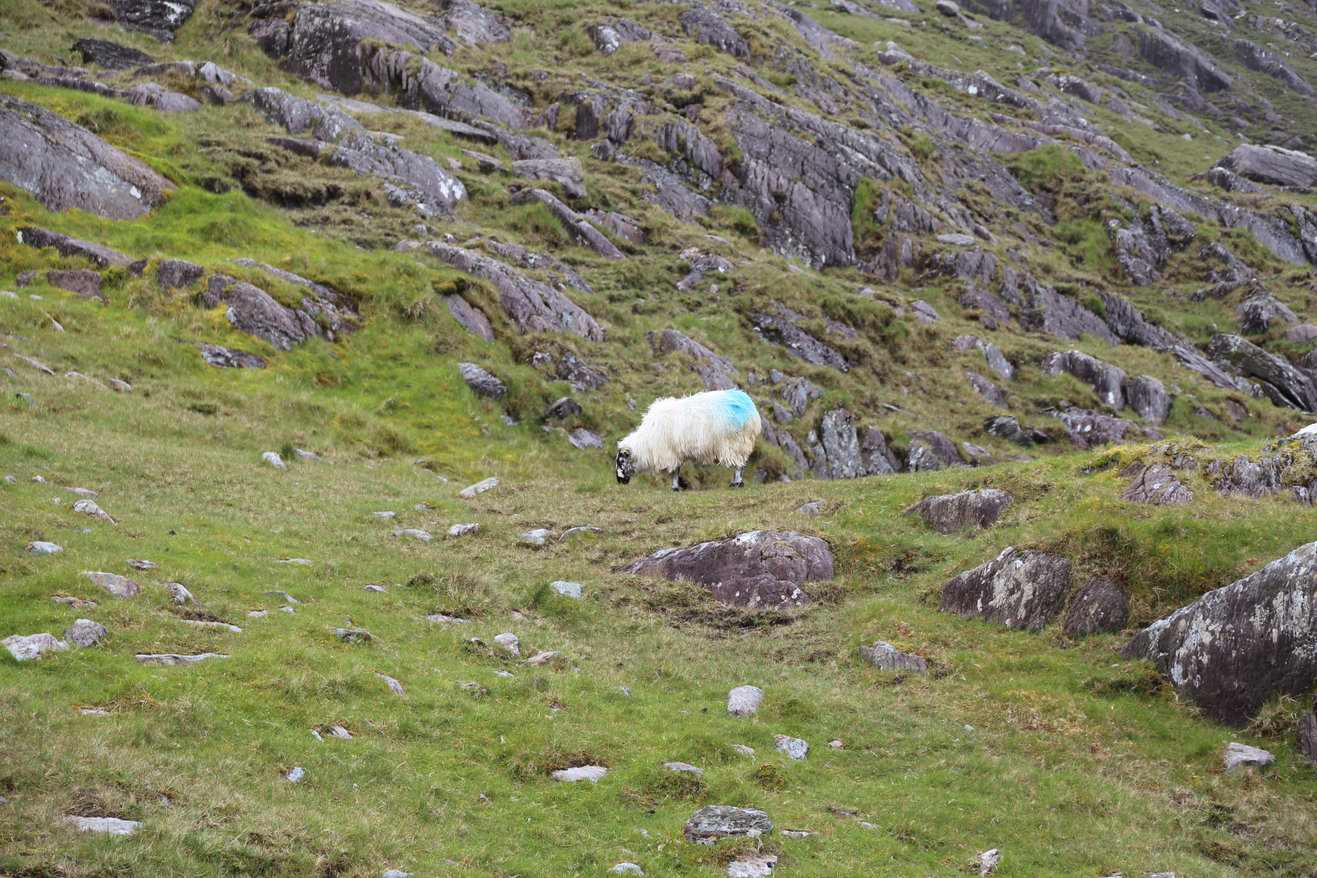 2014 Europe Trip Day 4 - Ireland (Beara Peninsula, Healy Pass, Castletown-Bearhaven, Dursey Island Cable Car, Allihies, Eyeries, Chips and Curry)