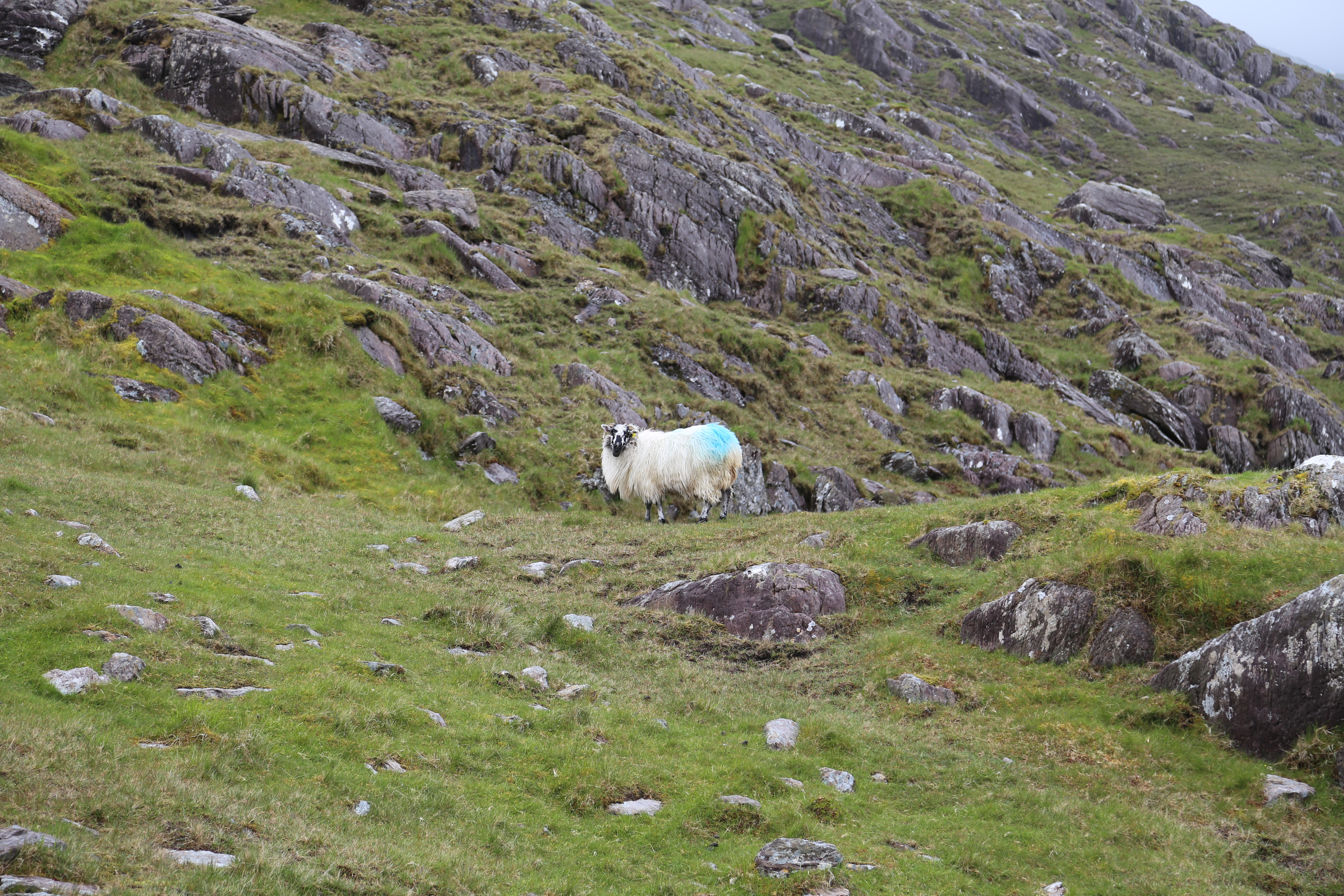 2014 Europe Trip Day 4 - Ireland (Beara Peninsula, Healy Pass, Castletown-Bearhaven, Dursey Island Cable Car, Allihies, Eyeries, Chips and Curry)