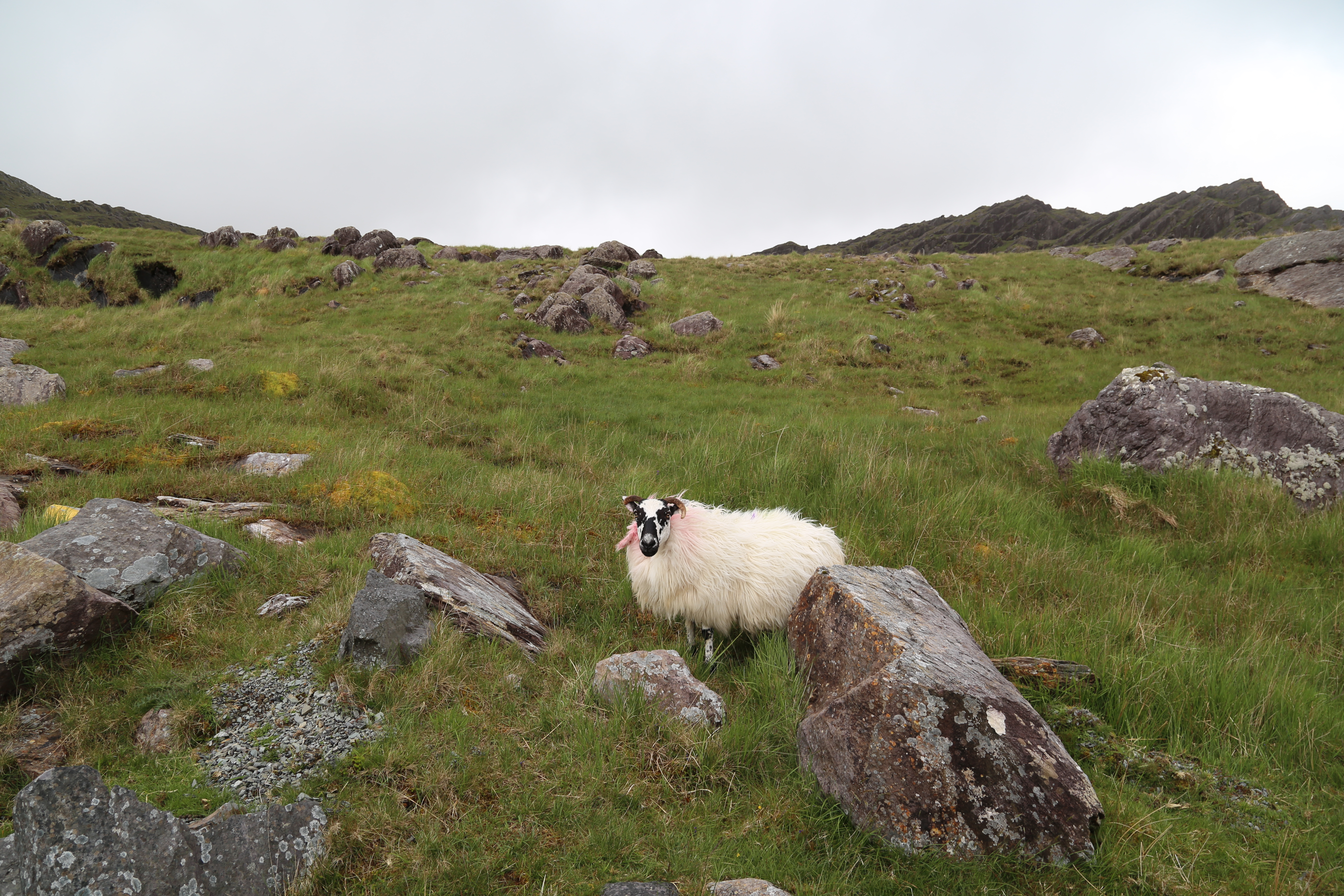 2014 Europe Trip Day 4 - Ireland (Beara Peninsula, Healy Pass, Castletown-Bearhaven, Dursey Island Cable Car, Allihies, Eyeries, Chips and Curry)