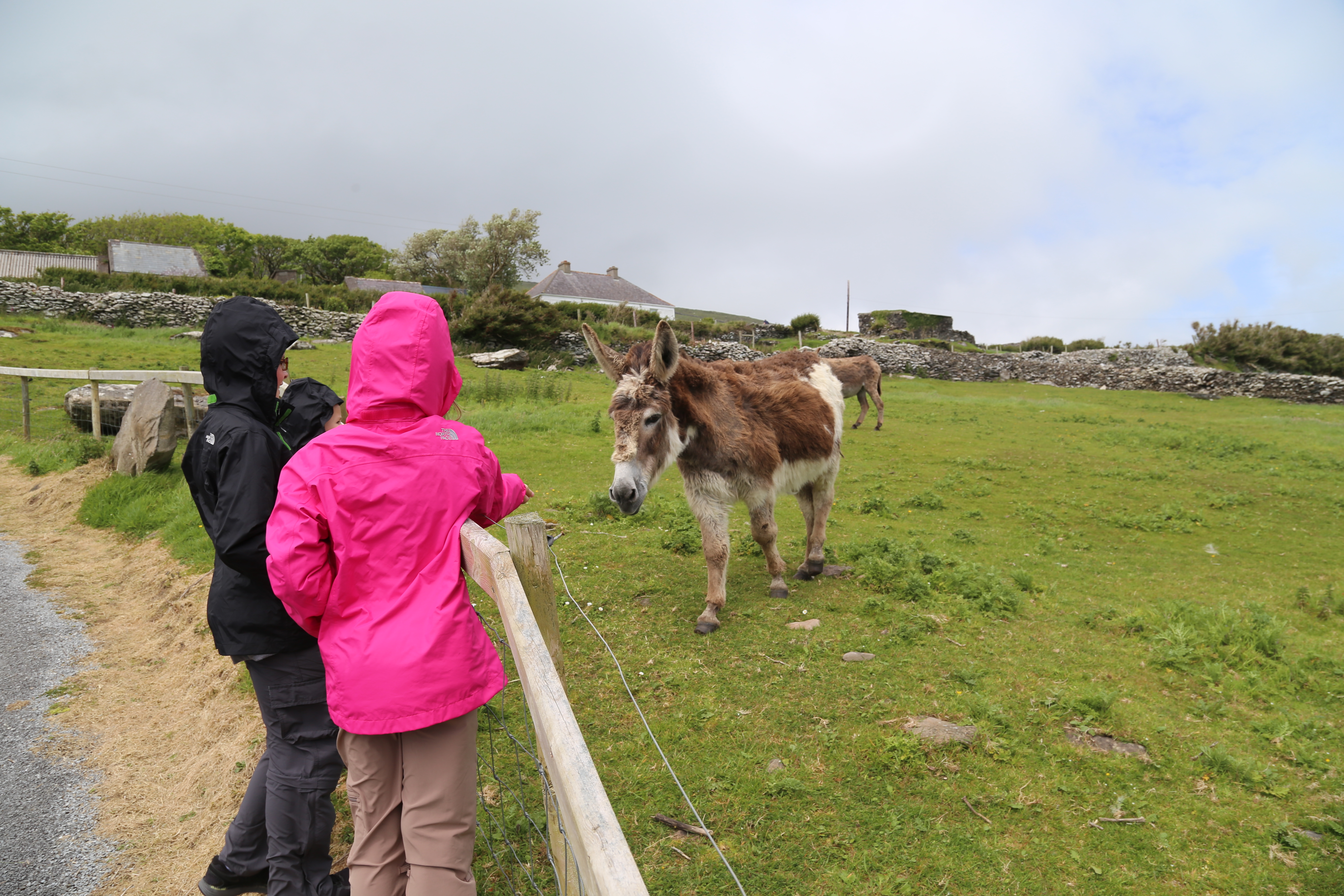 2014 Europe Trip Day 5 - Ireland (Church in Tralee, Blennerville Windmill, Dingle Peninsula, Conor Pass, Ventry Beach, Dunbeg Fort, Irish Potato Famine, Gallarus Oratory, Ring of Kerry, Valentia Island, The Kerry Cliffs, Ballinskelligs Castle and Beach)