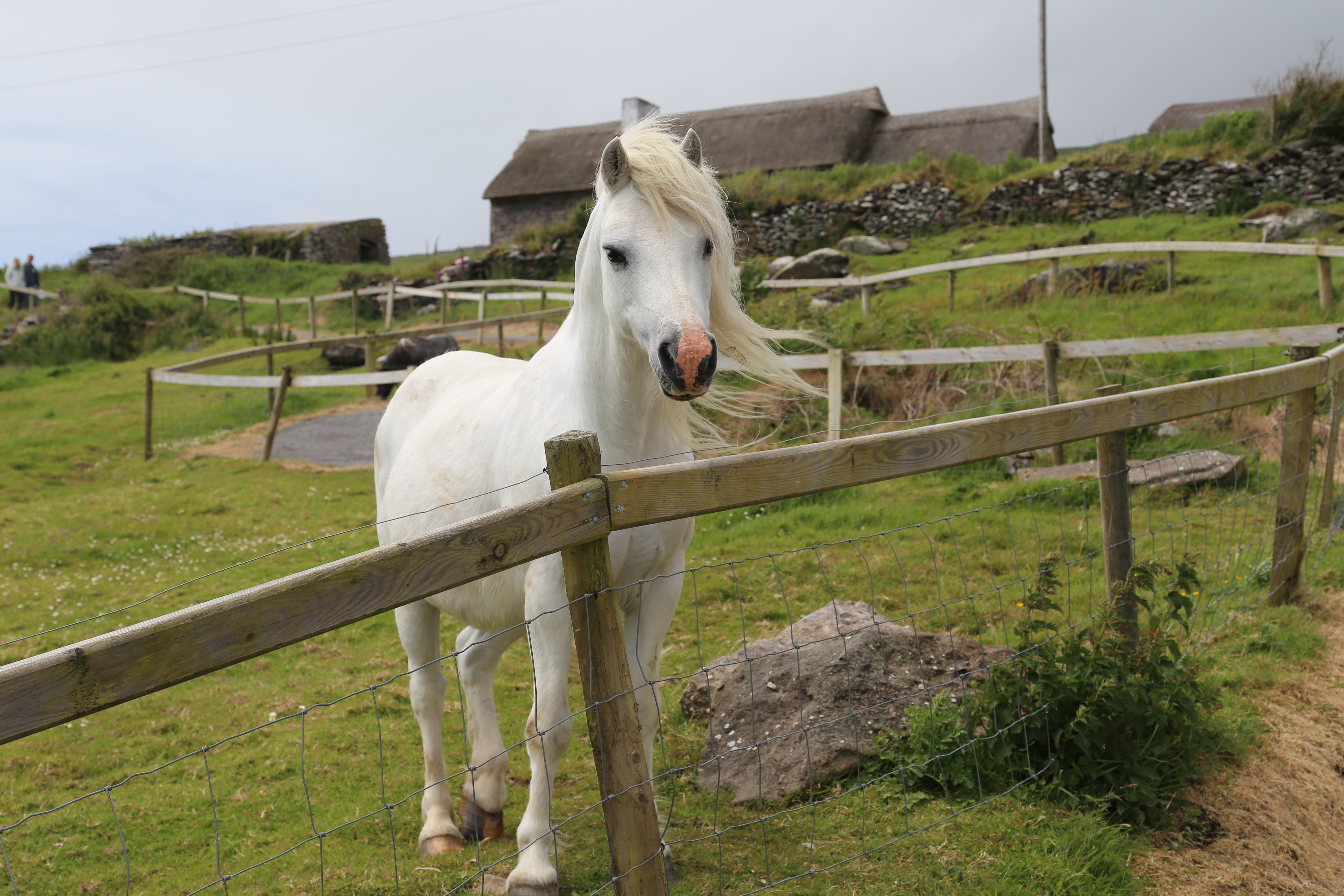 2014 Europe Trip Day 5 - Ireland (Church in Tralee, Blennerville Windmill, Dingle Peninsula, Conor Pass, Ventry Beach, Dunbeg Fort, Irish Potato Famine, Gallarus Oratory, Ring of Kerry, Valentia Island, The Kerry Cliffs, Ballinskelligs Castle and Beach)