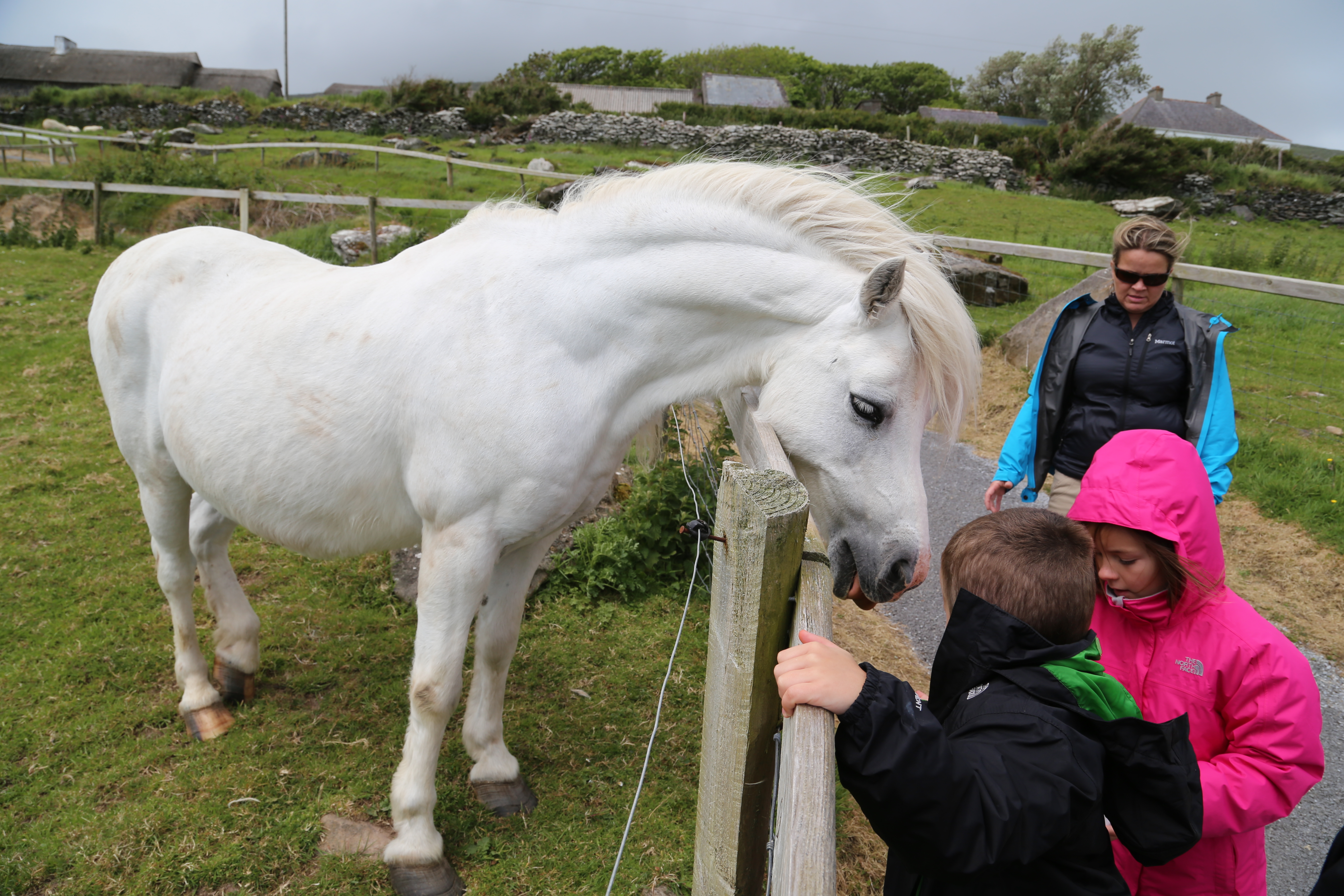 2014 Europe Trip Day 5 - Ireland (Church in Tralee, Blennerville Windmill, Dingle Peninsula, Conor Pass, Ventry Beach, Dunbeg Fort, Irish Potato Famine, Gallarus Oratory, Ring of Kerry, Valentia Island, The Kerry Cliffs, Ballinskelligs Castle and Beach)