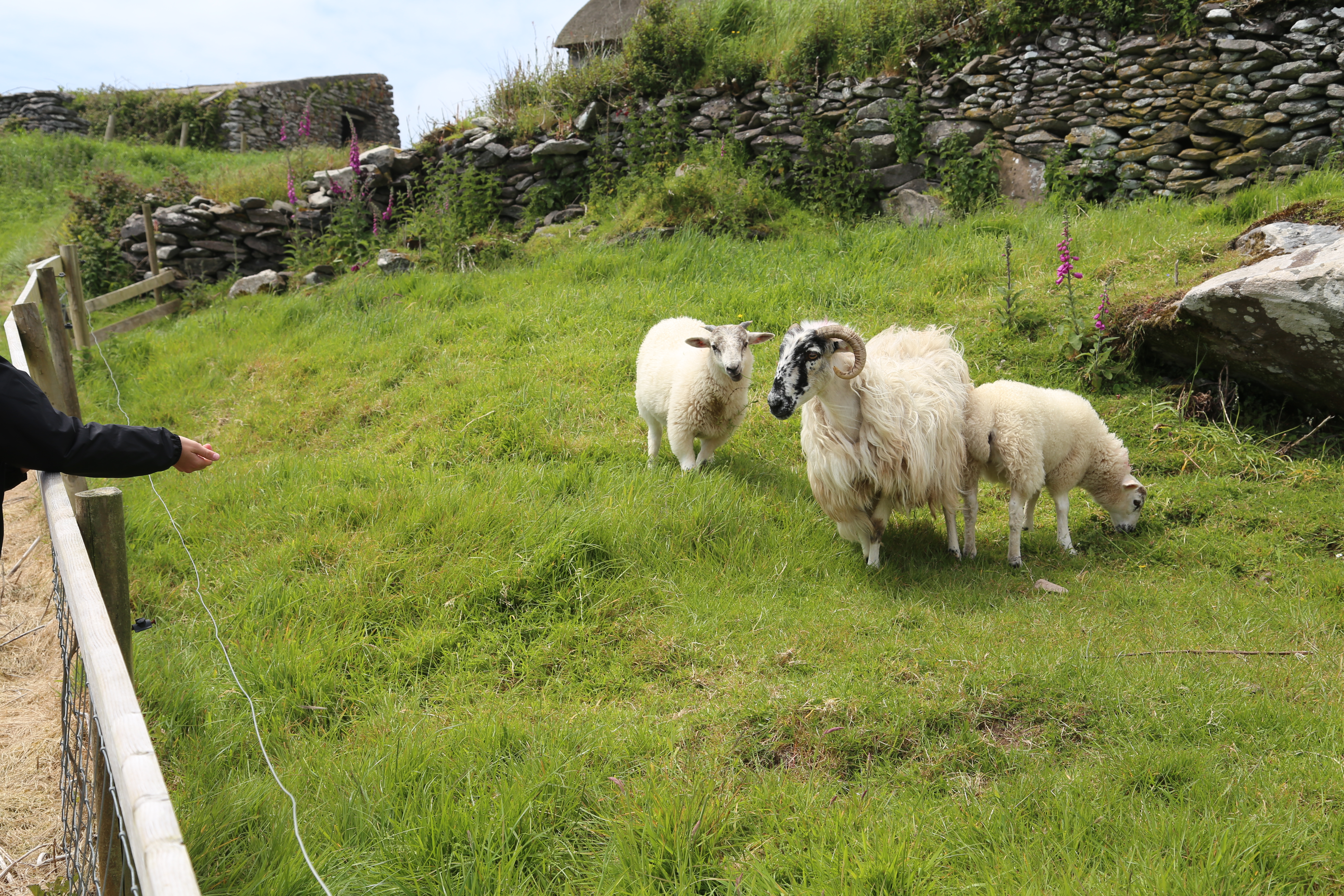 2014 Europe Trip Day 5 - Ireland (Church in Tralee, Blennerville Windmill, Dingle Peninsula, Conor Pass, Ventry Beach, Dunbeg Fort, Irish Potato Famine, Gallarus Oratory, Ring of Kerry, Valentia Island, The Kerry Cliffs, Ballinskelligs Castle and Beach)