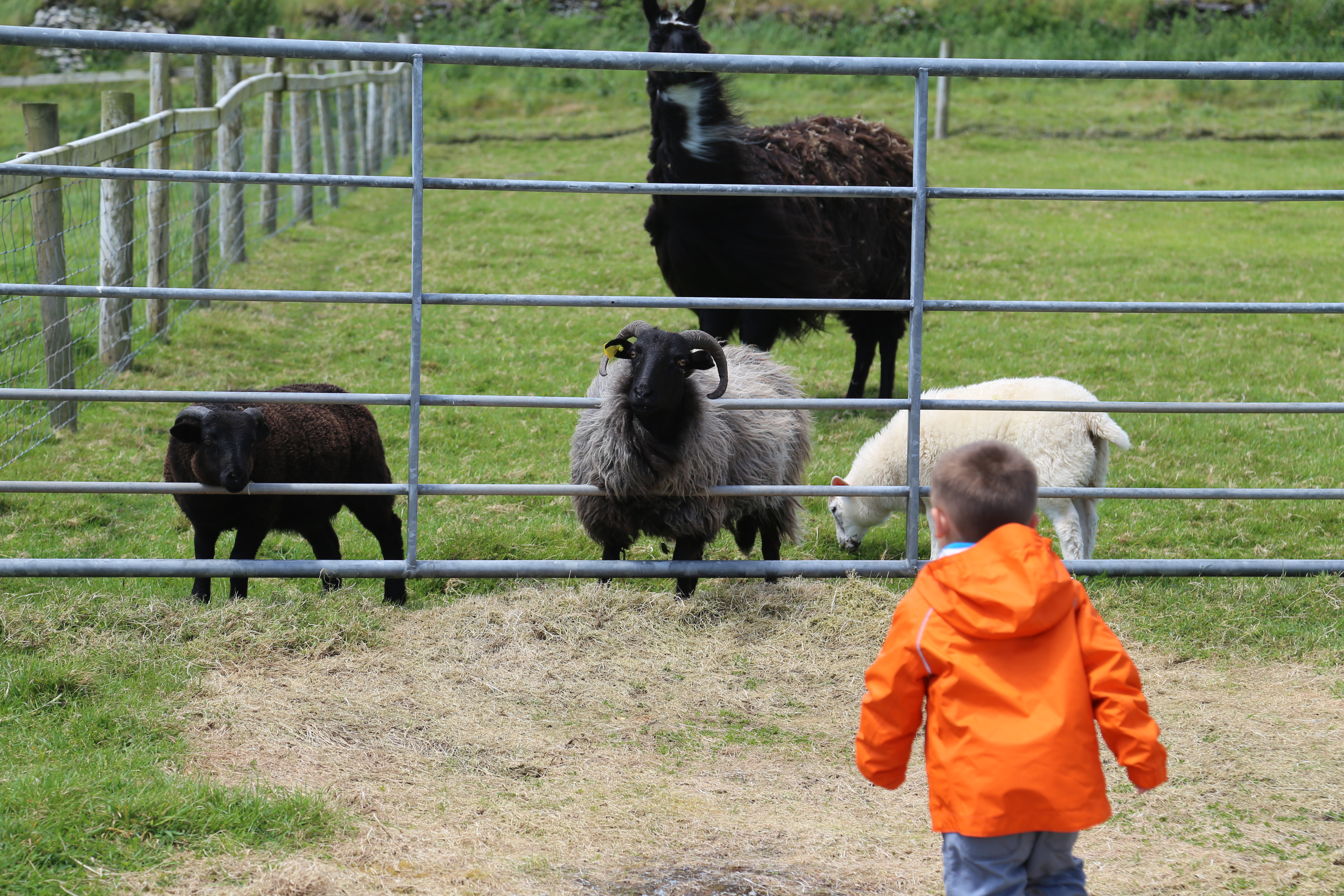 2014 Europe Trip Day 5 - Ireland (Church in Tralee, Blennerville Windmill, Dingle Peninsula, Conor Pass, Ventry Beach, Dunbeg Fort, Irish Potato Famine, Gallarus Oratory, Ring of Kerry, Valentia Island, The Kerry Cliffs, Ballinskelligs Castle and Beach)