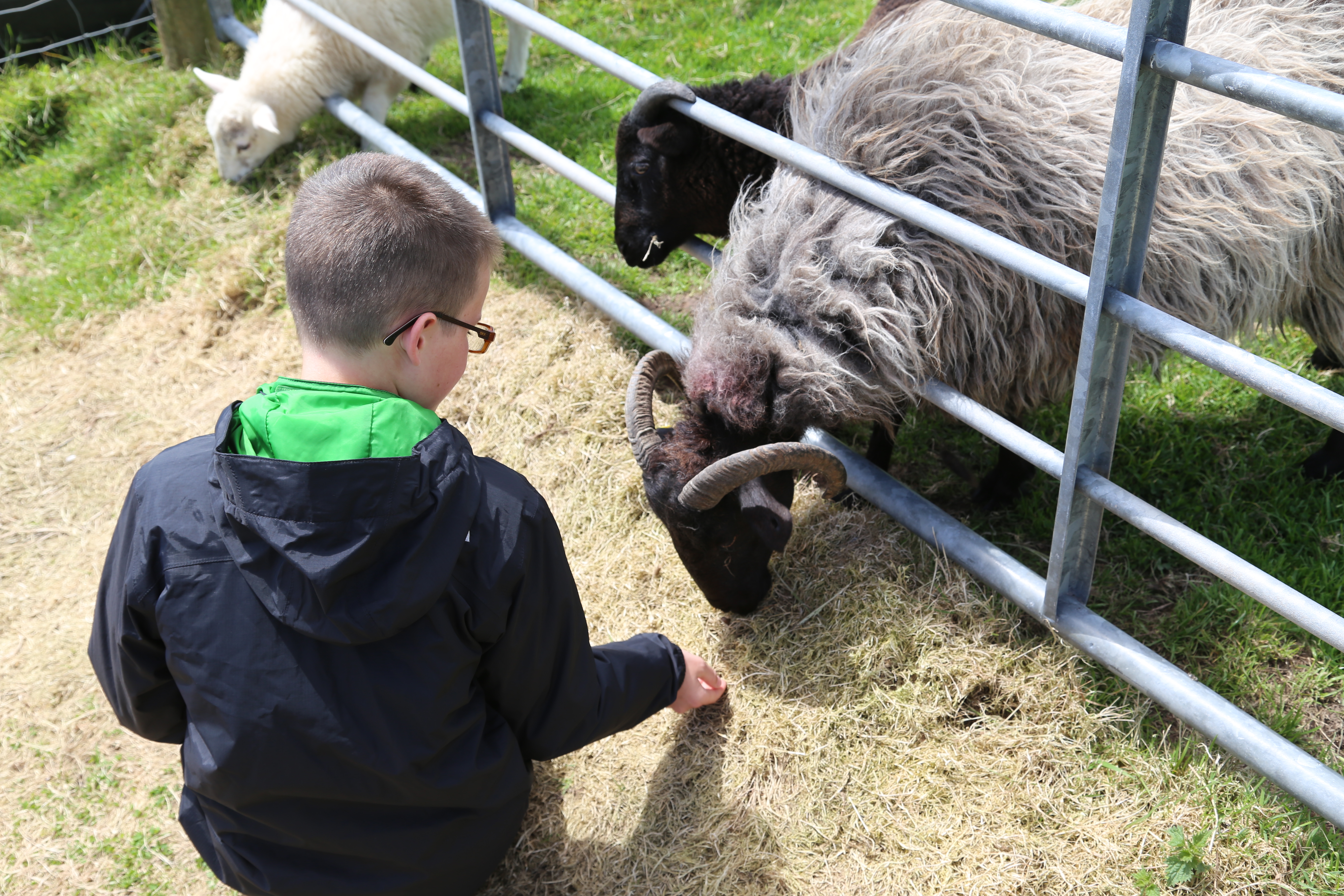 2014 Europe Trip Day 5 - Ireland (Church in Tralee, Blennerville Windmill, Dingle Peninsula, Conor Pass, Ventry Beach, Dunbeg Fort, Irish Potato Famine, Gallarus Oratory, Ring of Kerry, Valentia Island, The Kerry Cliffs, Ballinskelligs Castle and Beach)