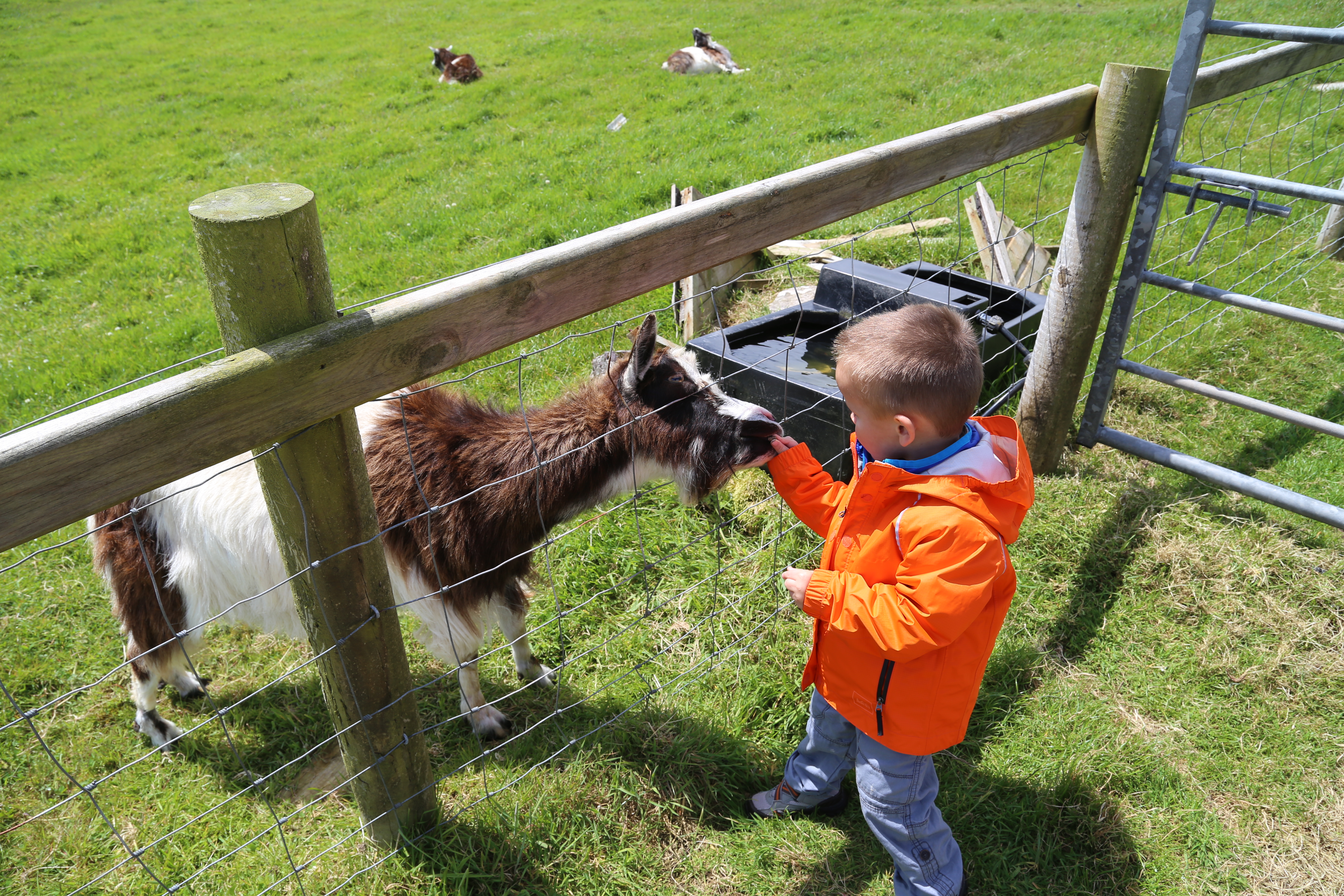 2014 Europe Trip Day 5 - Ireland (Church in Tralee, Blennerville Windmill, Dingle Peninsula, Conor Pass, Ventry Beach, Dunbeg Fort, Irish Potato Famine, Gallarus Oratory, Ring of Kerry, Valentia Island, The Kerry Cliffs, Ballinskelligs Castle and Beach)