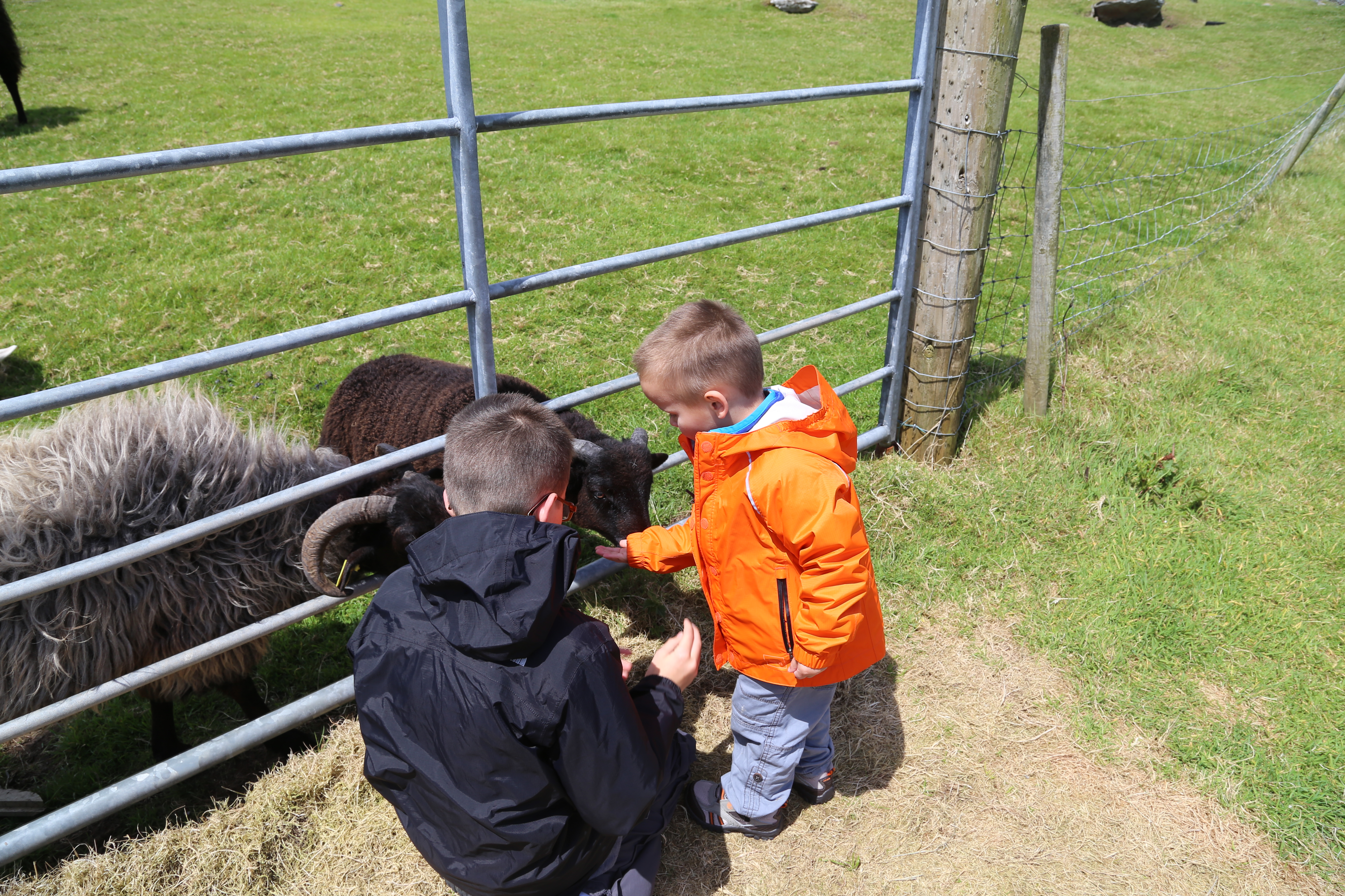 2014 Europe Trip Day 5 - Ireland (Church in Tralee, Blennerville Windmill, Dingle Peninsula, Conor Pass, Ventry Beach, Dunbeg Fort, Irish Potato Famine, Gallarus Oratory, Ring of Kerry, Valentia Island, The Kerry Cliffs, Ballinskelligs Castle and Beach)