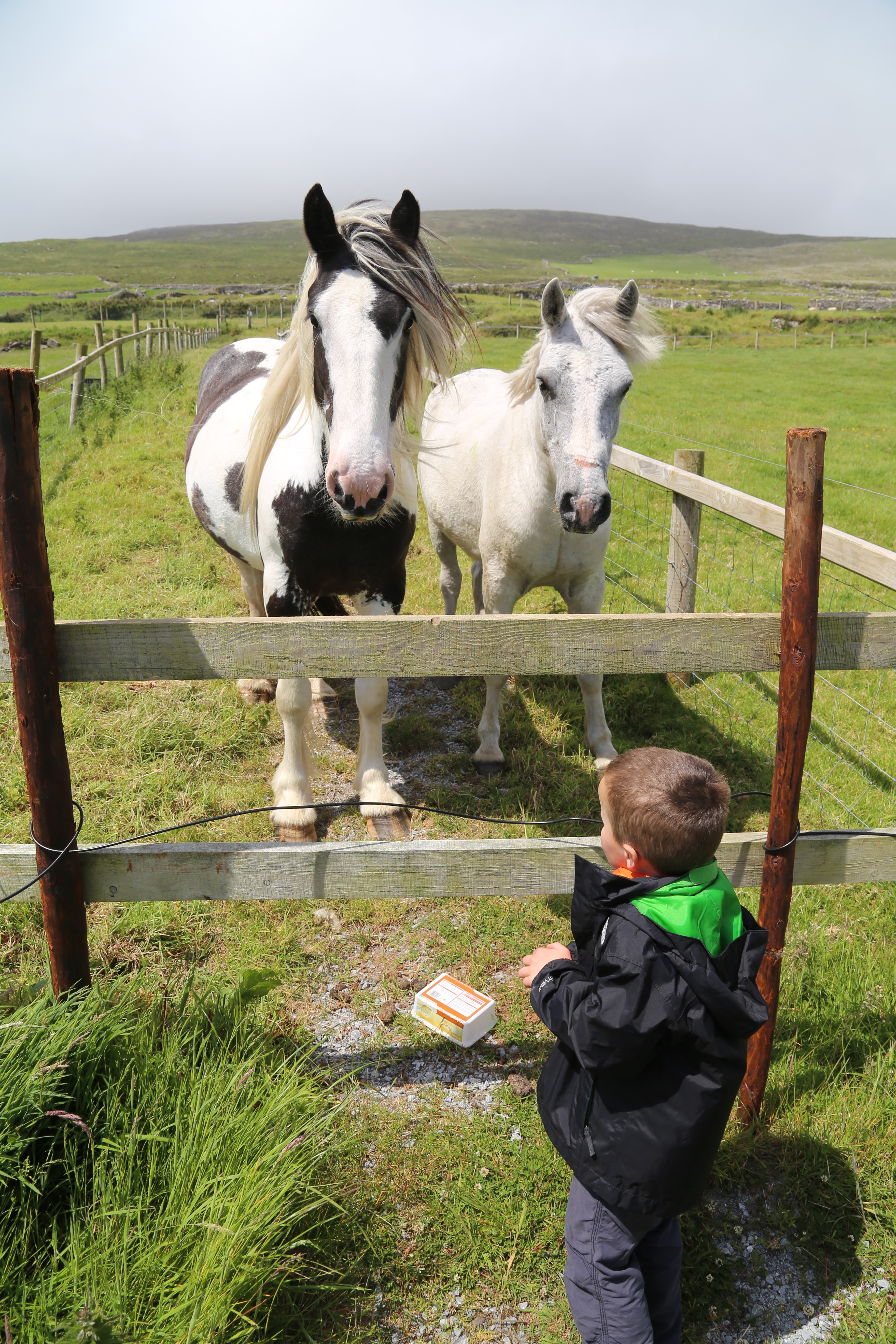 2014 Europe Trip Day 5 - Ireland (Church in Tralee, Blennerville Windmill, Dingle Peninsula, Conor Pass, Ventry Beach, Dunbeg Fort, Irish Potato Famine, Gallarus Oratory, Ring of Kerry, Valentia Island, The Kerry Cliffs, Ballinskelligs Castle and Beach)