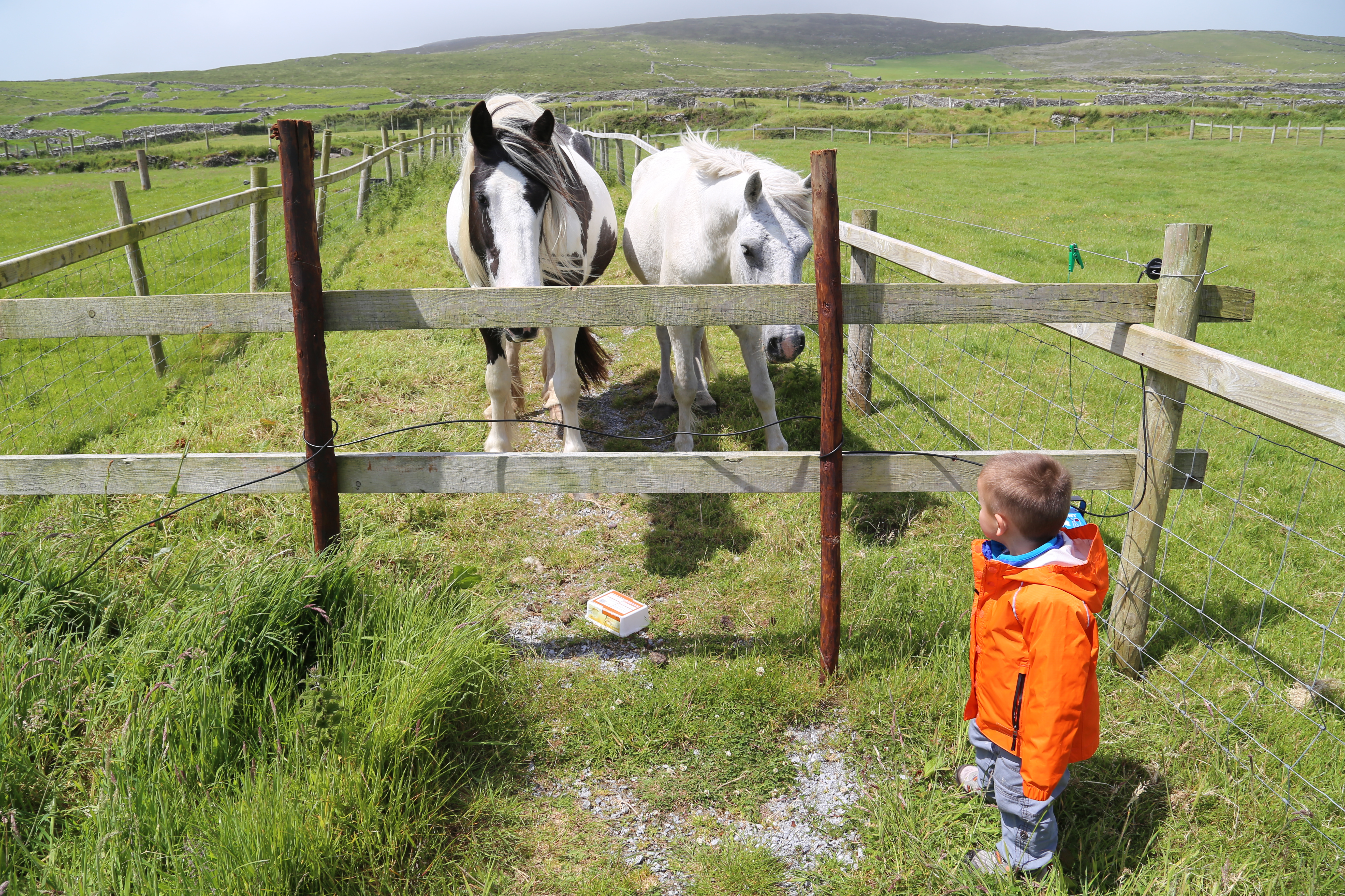 2014 Europe Trip Day 5 - Ireland (Church in Tralee, Blennerville Windmill, Dingle Peninsula, Conor Pass, Ventry Beach, Dunbeg Fort, Irish Potato Famine, Gallarus Oratory, Ring of Kerry, Valentia Island, The Kerry Cliffs, Ballinskelligs Castle and Beach)