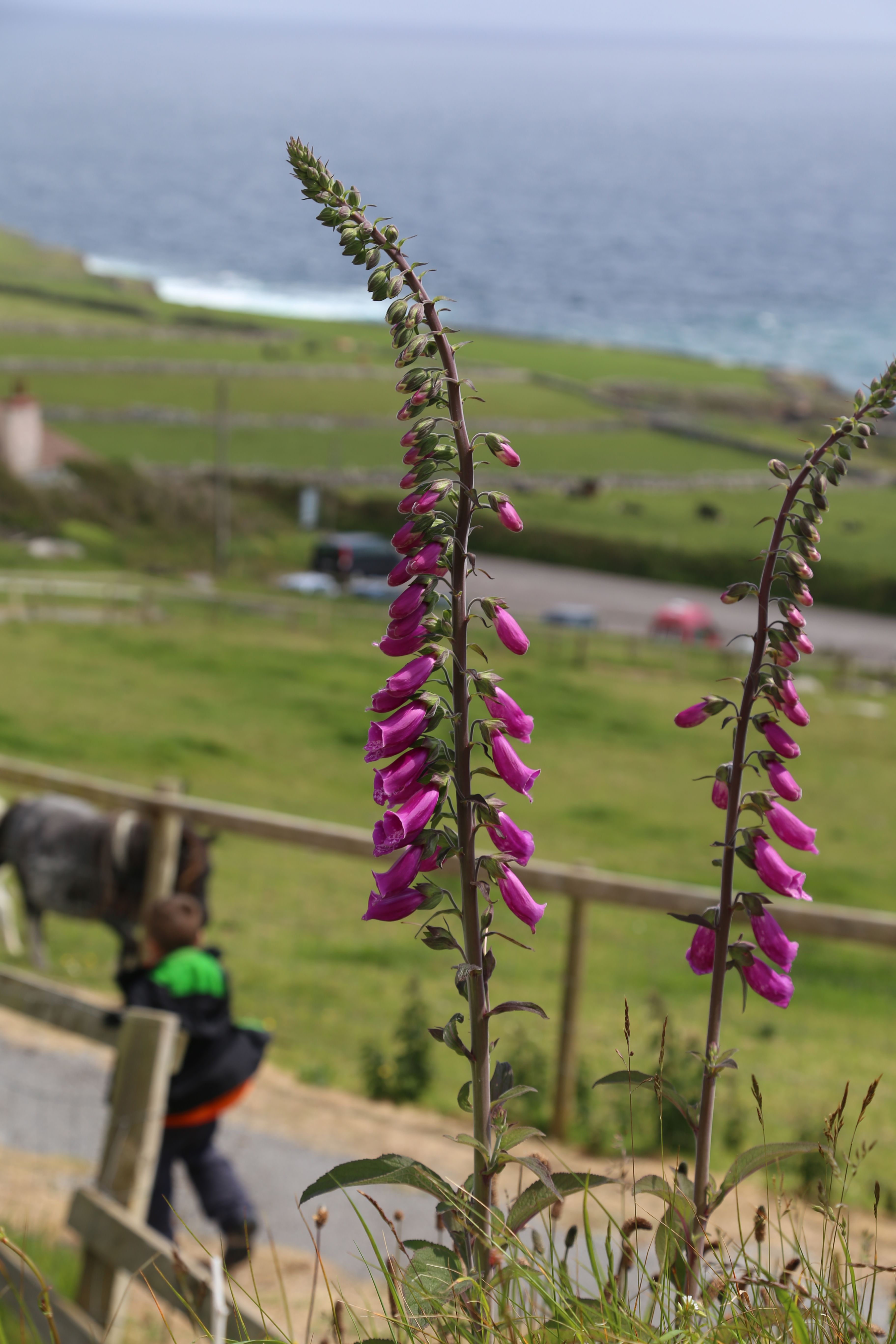 2014 Europe Trip Day 5 - Ireland (Church in Tralee, Blennerville Windmill, Dingle Peninsula, Conor Pass, Ventry Beach, Dunbeg Fort, Irish Potato Famine, Gallarus Oratory, Ring of Kerry, Valentia Island, The Kerry Cliffs, Ballinskelligs Castle and Beach)