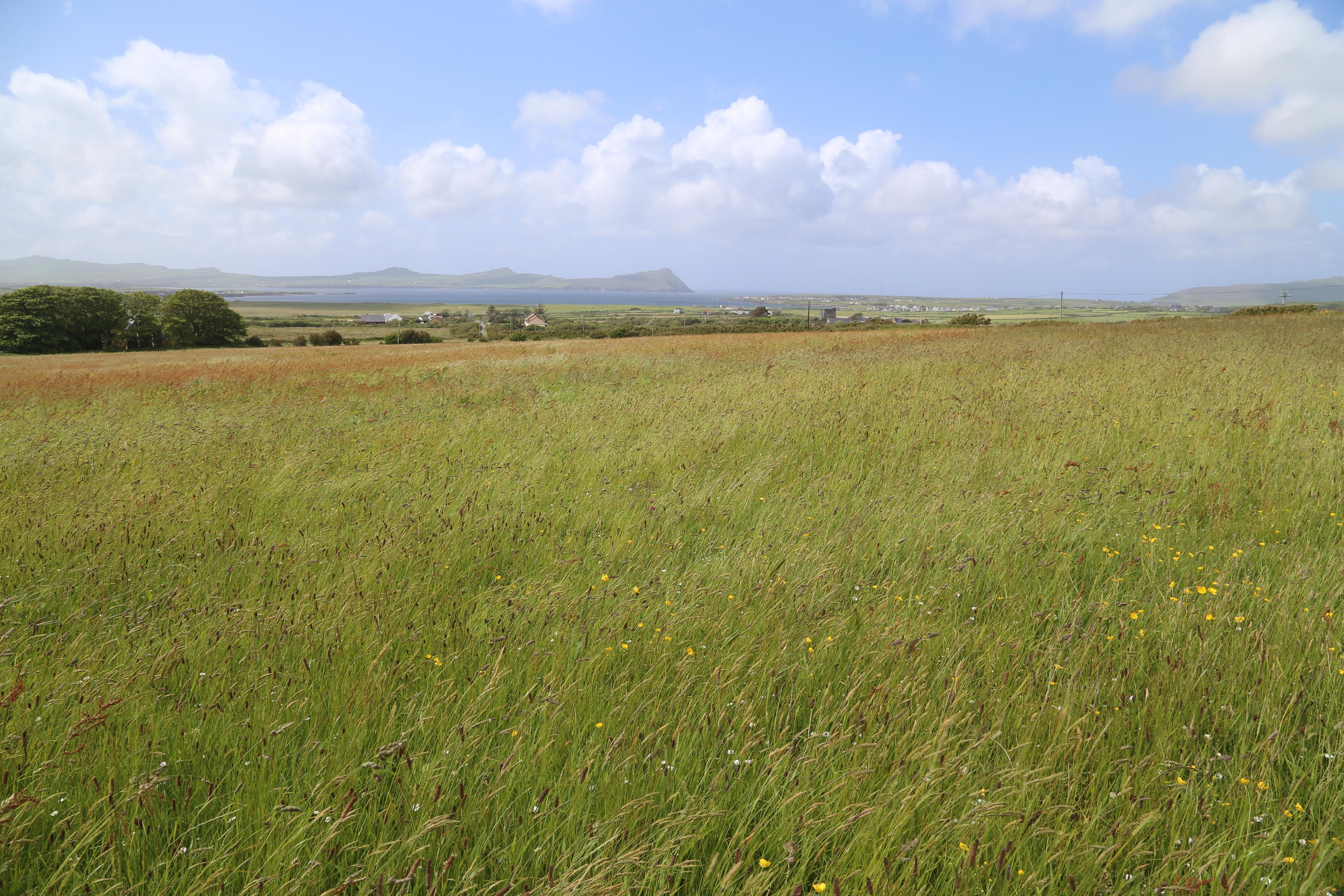 2014 Europe Trip Day 5 - Ireland (Church in Tralee, Blennerville Windmill, Dingle Peninsula, Conor Pass, Ventry Beach, Dunbeg Fort, Irish Potato Famine, Gallarus Oratory, Ring of Kerry, Valentia Island, The Kerry Cliffs, Ballinskelligs Castle and Beach)