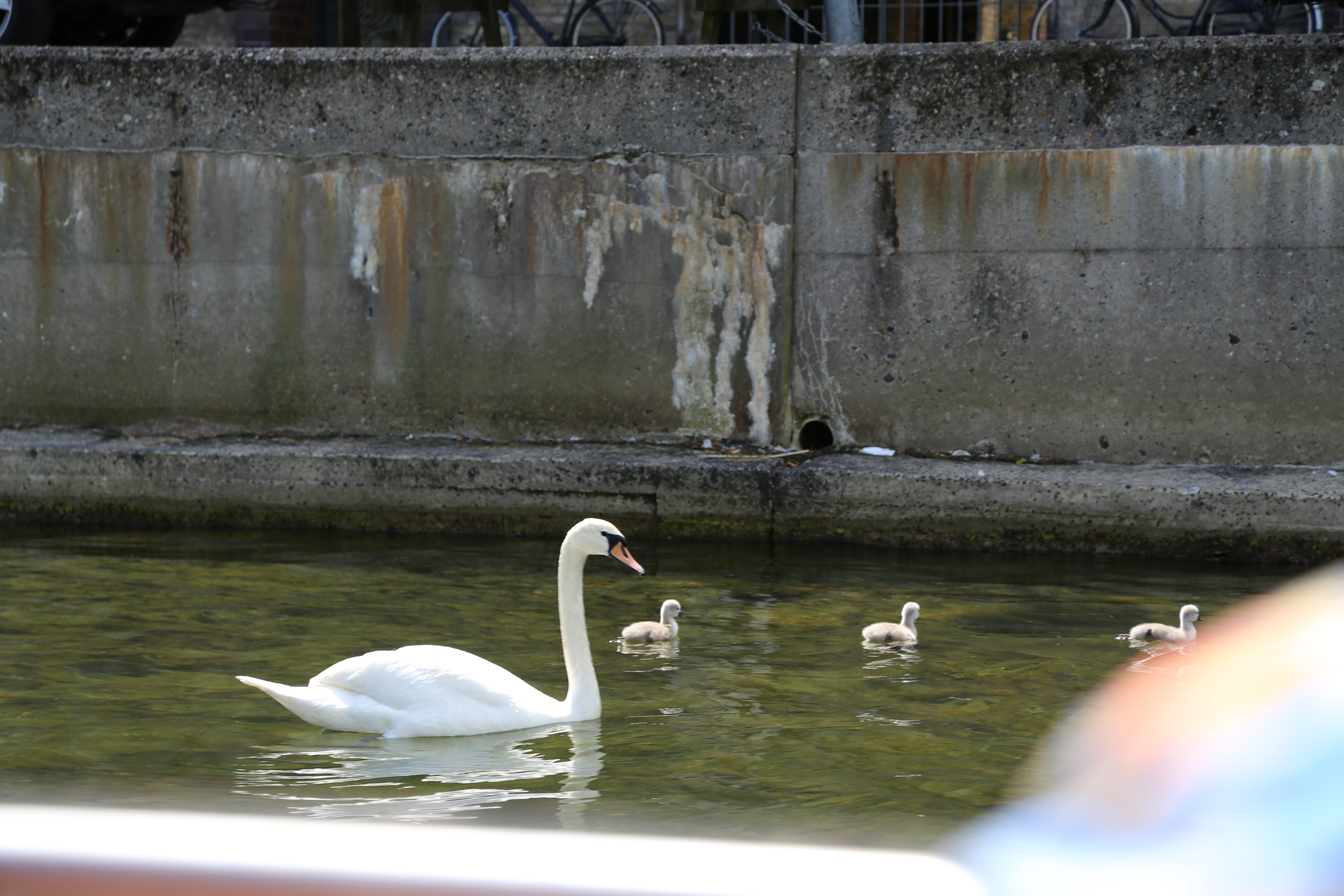 2014 Europe Trip Day 12 - Denmark (Copenhagen, The Little Mermaid Statue, Changing of the Guard (Vagtparade) Amalienborg Palace, The Marble Church (Frederiks Church), Nyhavn, Canal Boat Tour, The Church of Our Lady (Christus), Somods Bolcher Danish Candy)