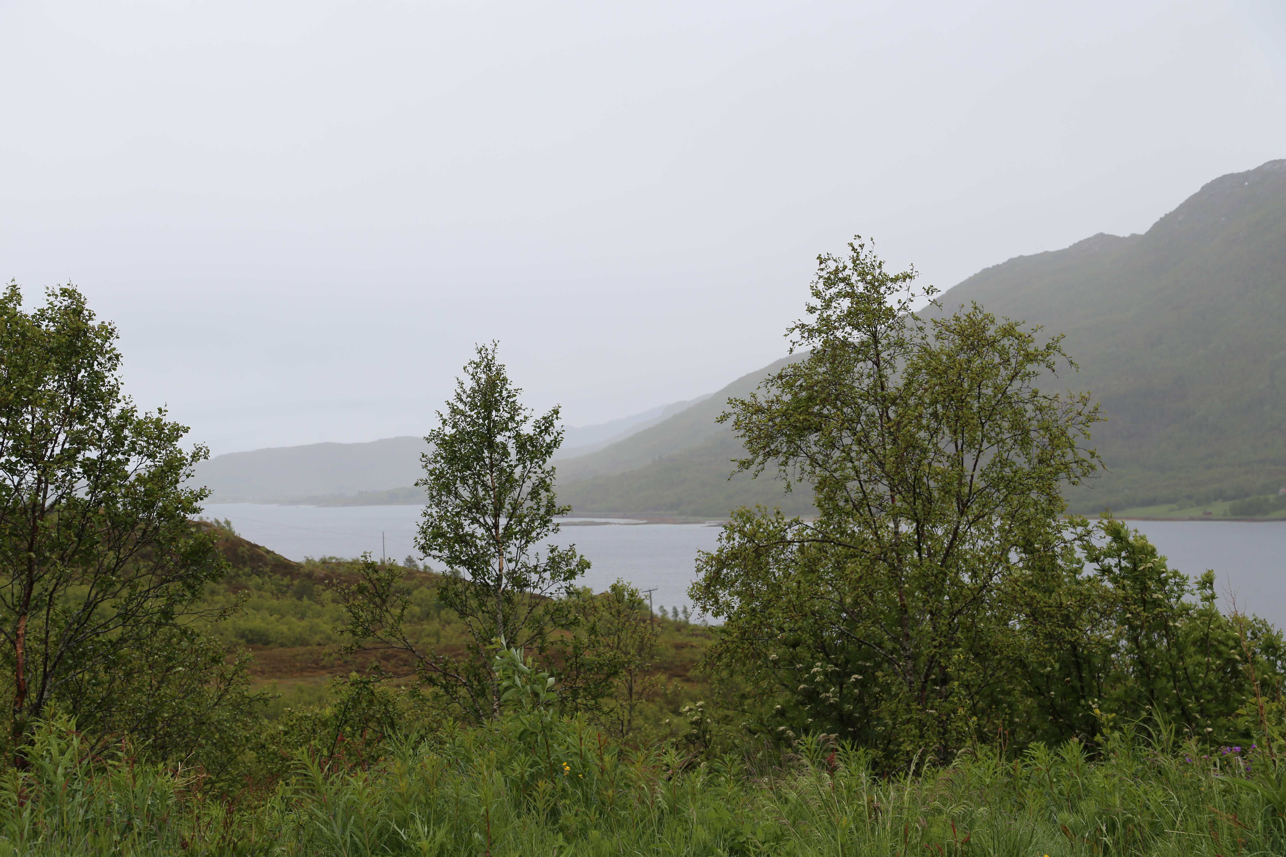 2014 Europe Trip Day 18 - Norway (Lofoten Islands: Sordal Tunnel (4 miles),  Sloverfjord Tunnel (2 miles), Chocolate Chip Rolls, Svolvaer, Lofoten Stockfish (Hanging Cod), Fishing Village Named Å, Snails, Fiskeburger (Fish Burger), Wild Reindeer) 