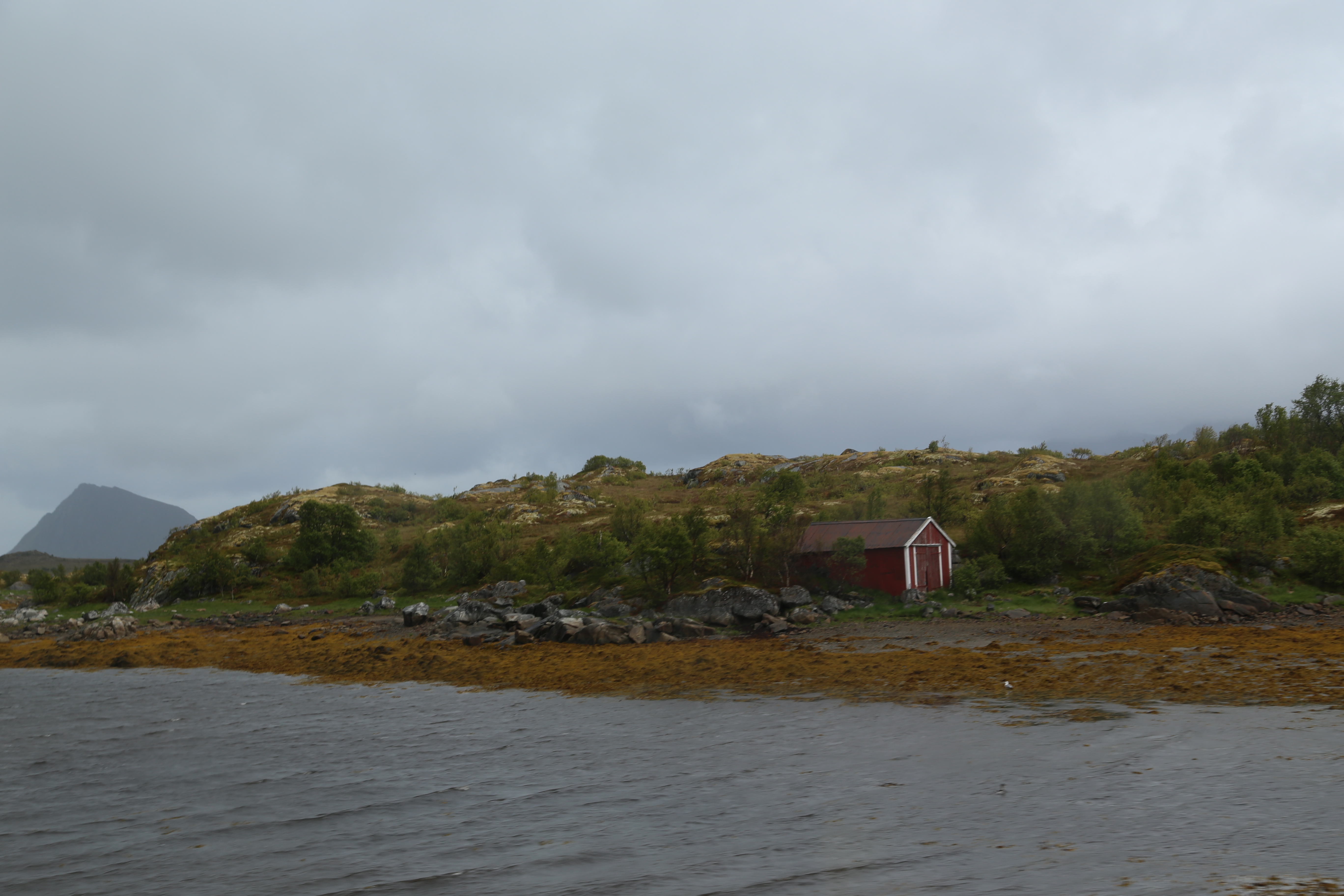 2014 Europe Trip Day 18 - Norway (Lofoten Islands: Sordal Tunnel (4 miles),  Sloverfjord Tunnel (2 miles), Chocolate Chip Rolls, Svolvaer, Lofoten Stockfish (Hanging Cod), Fishing Village Named Å, Snails, Fiskeburger (Fish Burger), Wild Reindeer) 