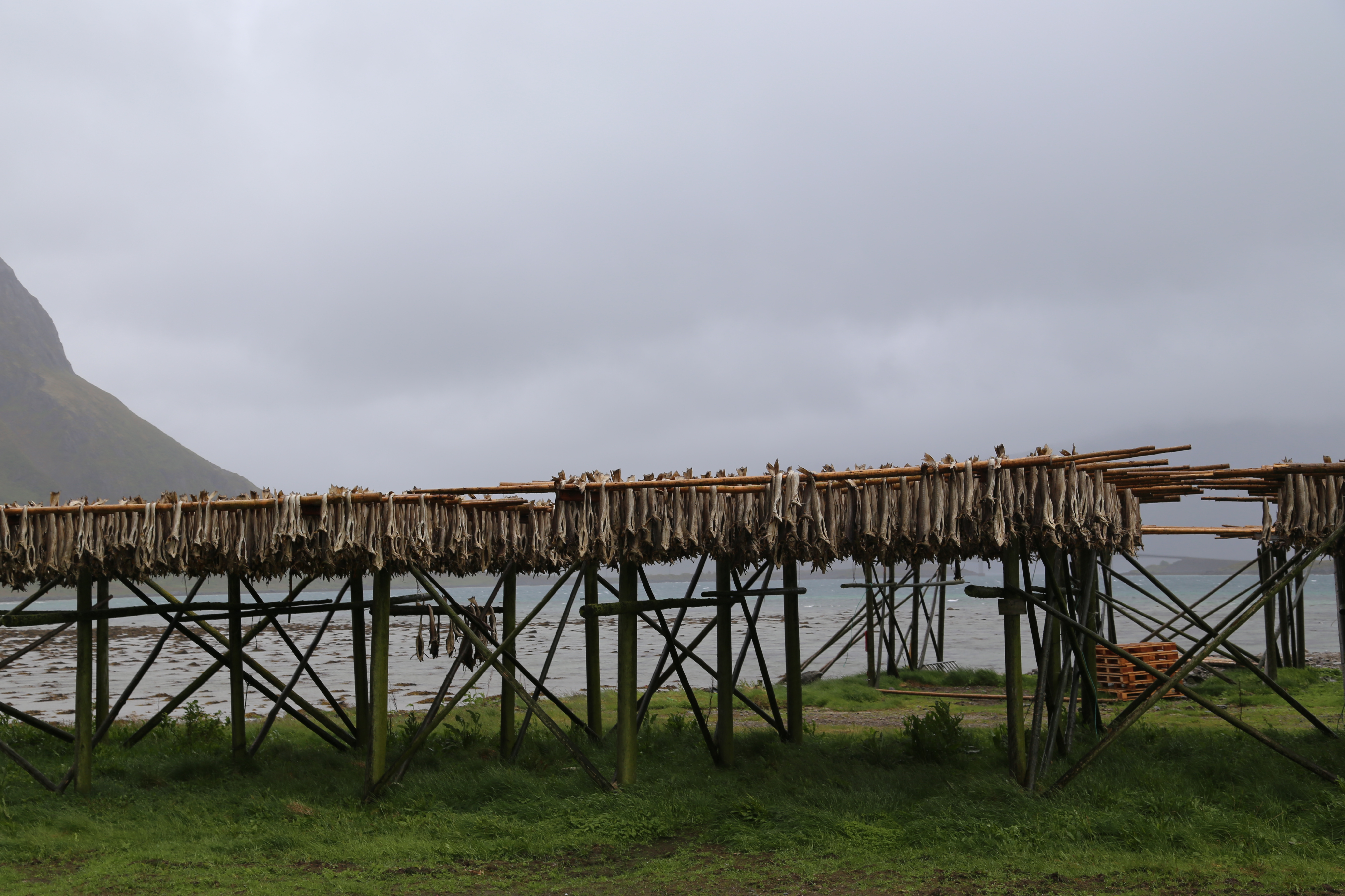 2014 Europe Trip Day 18 - Norway (Lofoten Islands: Sordal Tunnel (4 miles),  Sloverfjord Tunnel (2 miles), Chocolate Chip Rolls, Svolvaer, Lofoten Stockfish (Hanging Cod), Fishing Village Named Å, Snails, Fiskeburger (Fish Burger), Wild Reindeer) 