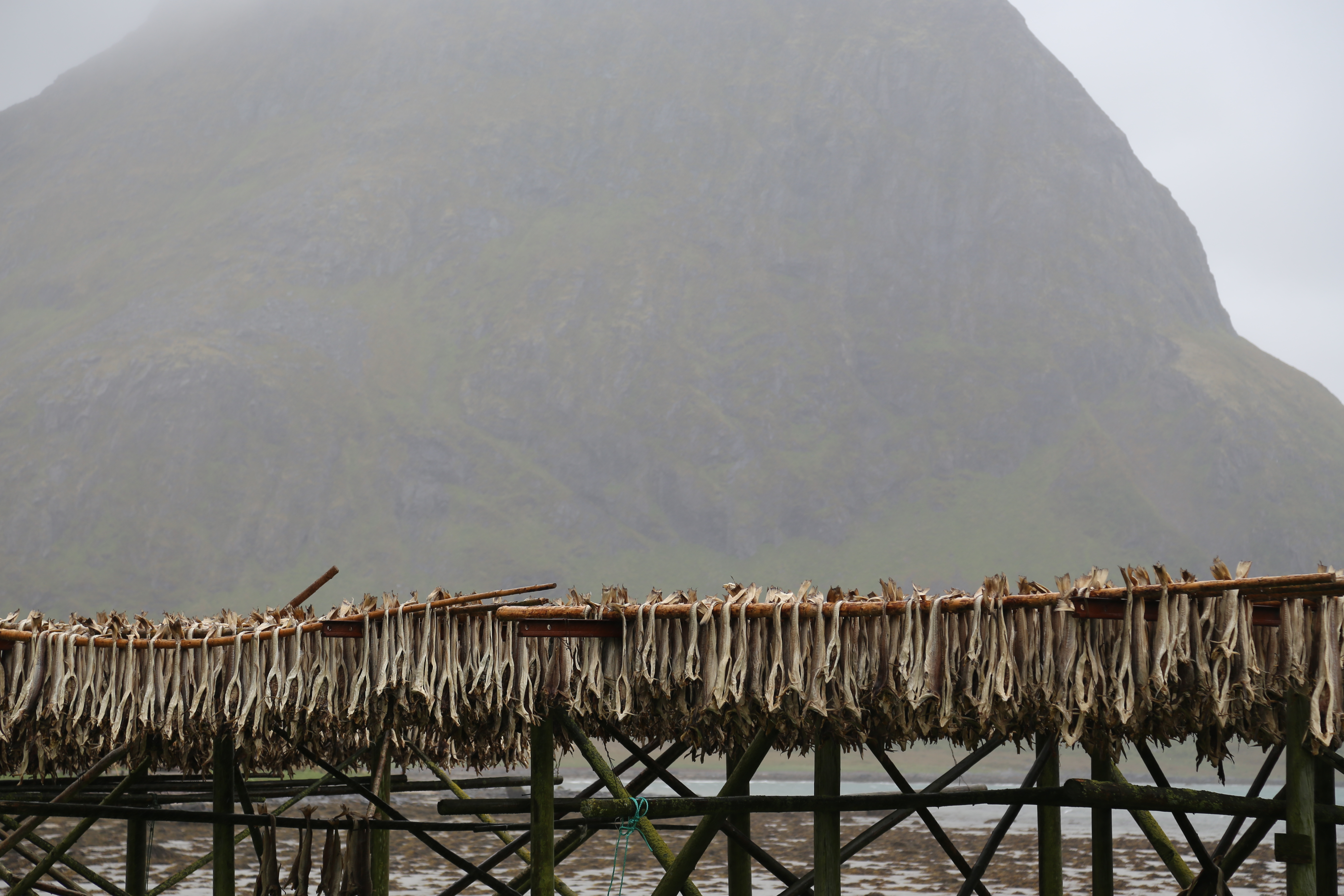 2014 Europe Trip Day 18 - Norway (Lofoten Islands: Sordal Tunnel (4 miles),  Sloverfjord Tunnel (2 miles), Chocolate Chip Rolls, Svolvaer, Lofoten Stockfish (Hanging Cod), Fishing Village Named Å, Snails, Fiskeburger (Fish Burger), Wild Reindeer) 