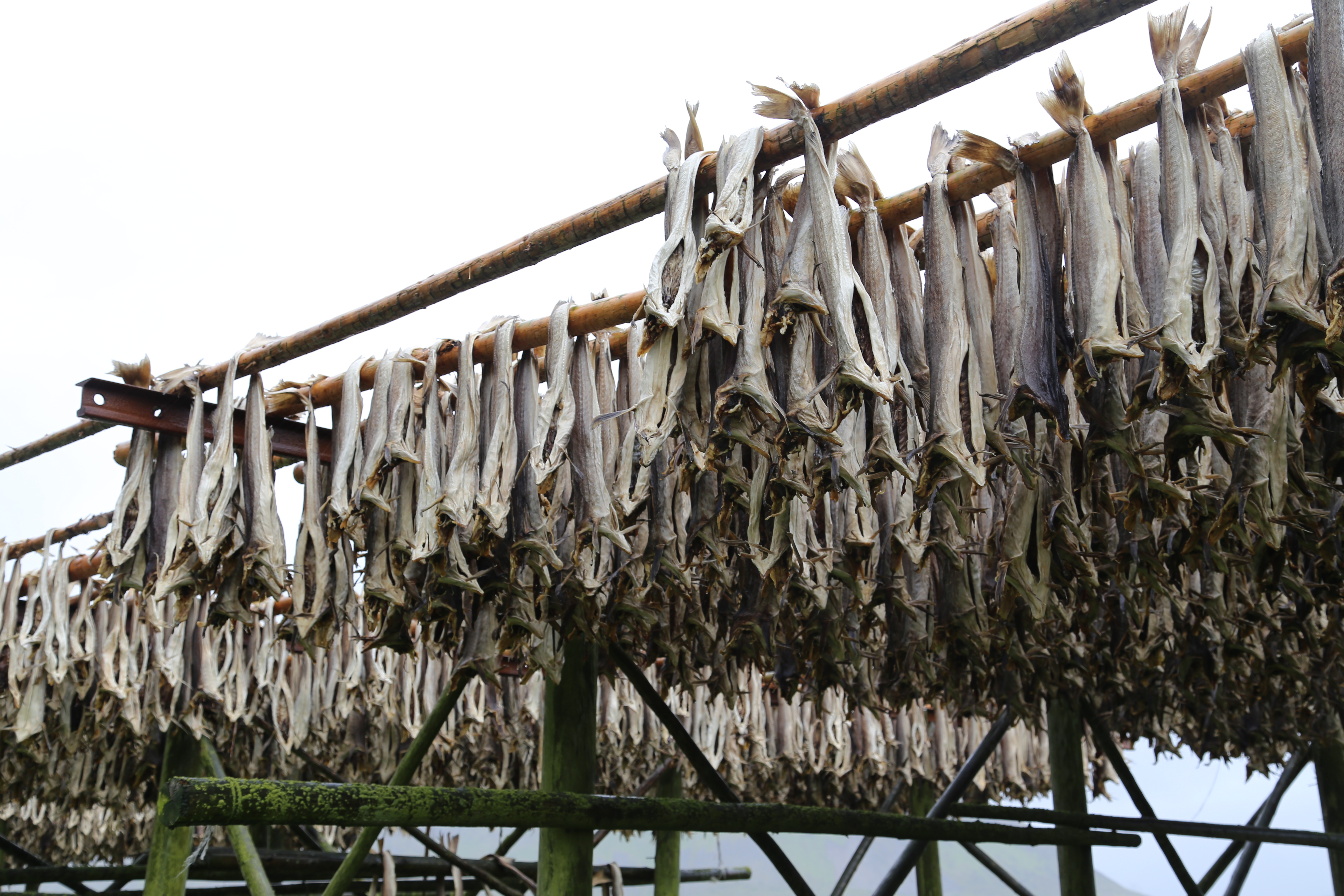 2014 Europe Trip Day 18 - Norway (Lofoten Islands: Sordal Tunnel (4 miles),  Sloverfjord Tunnel (2 miles), Chocolate Chip Rolls, Svolvaer, Lofoten Stockfish (Hanging Cod), Fishing Village Named Å, Snails, Fiskeburger (Fish Burger), Wild Reindeer) 